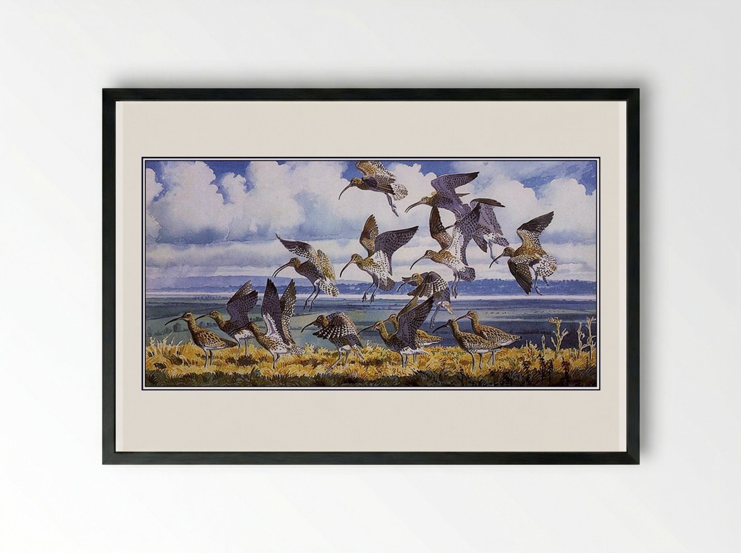 Curlews Alighting - Charles Tunnicliffe - Framed Print Black