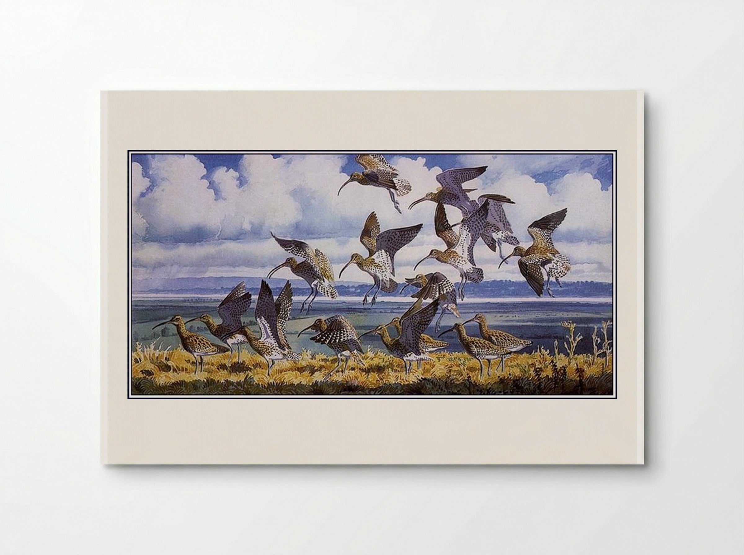 Curlews Alighting - Charles Tunnicliffe - Poster