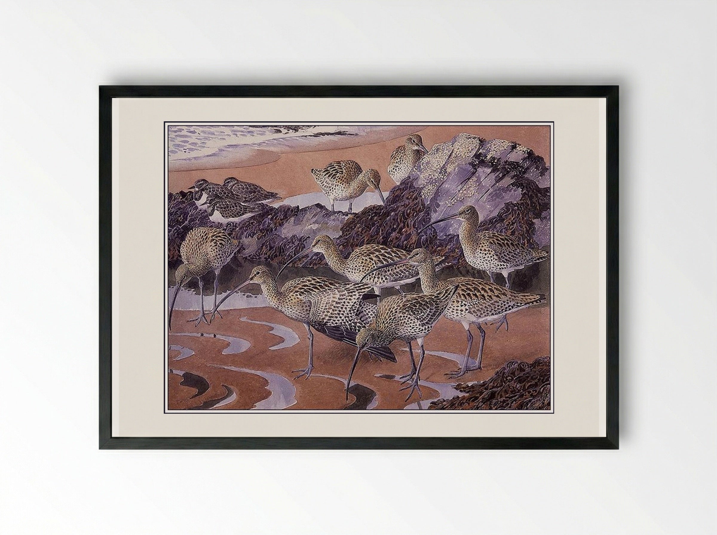 Curlews and Turnstones - Charles Tunnicliffe - Framed Print Black