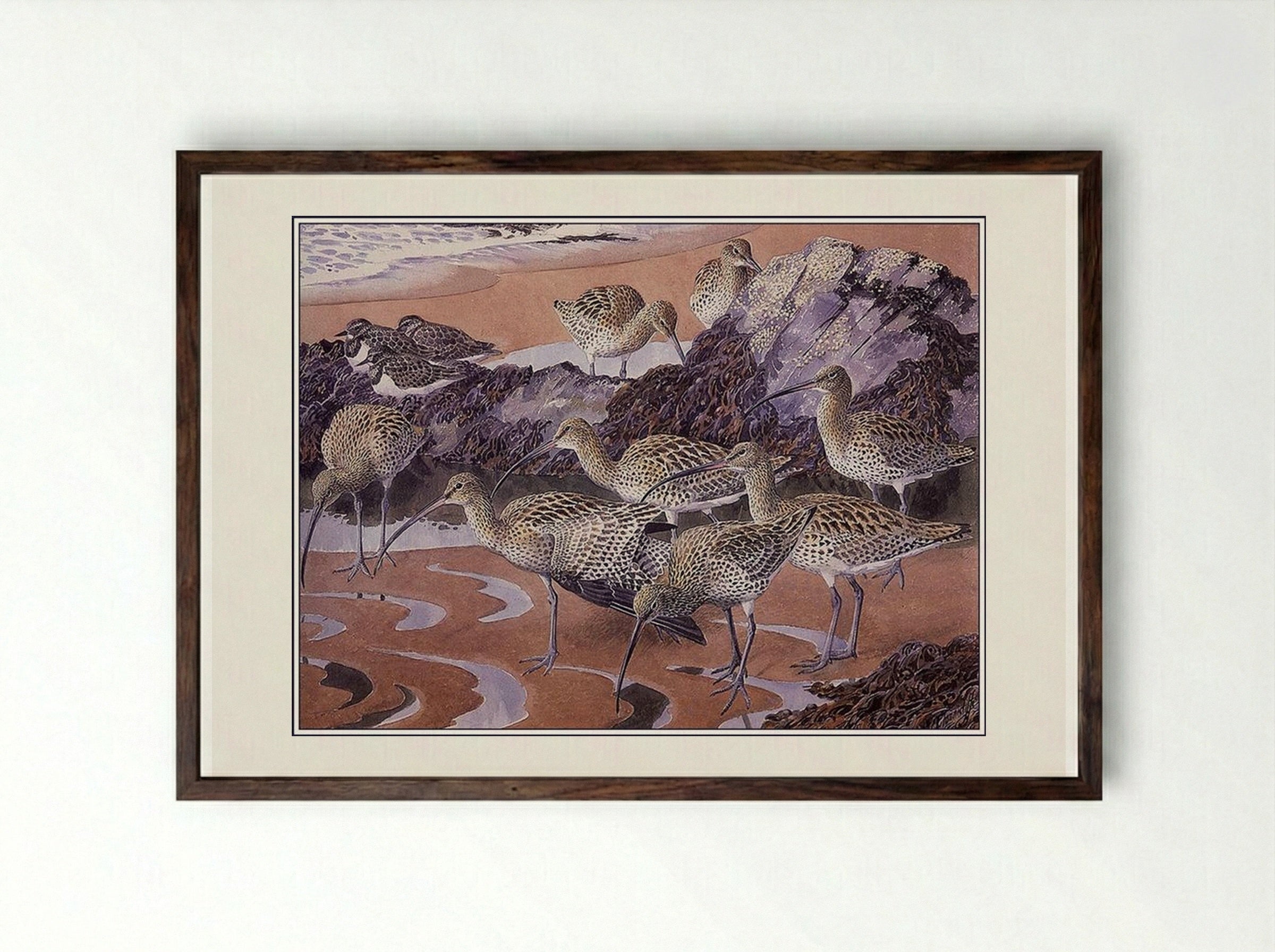 Curlews and Turnstones - Charles Tunnicliffe - Framed Print Dark Wood
