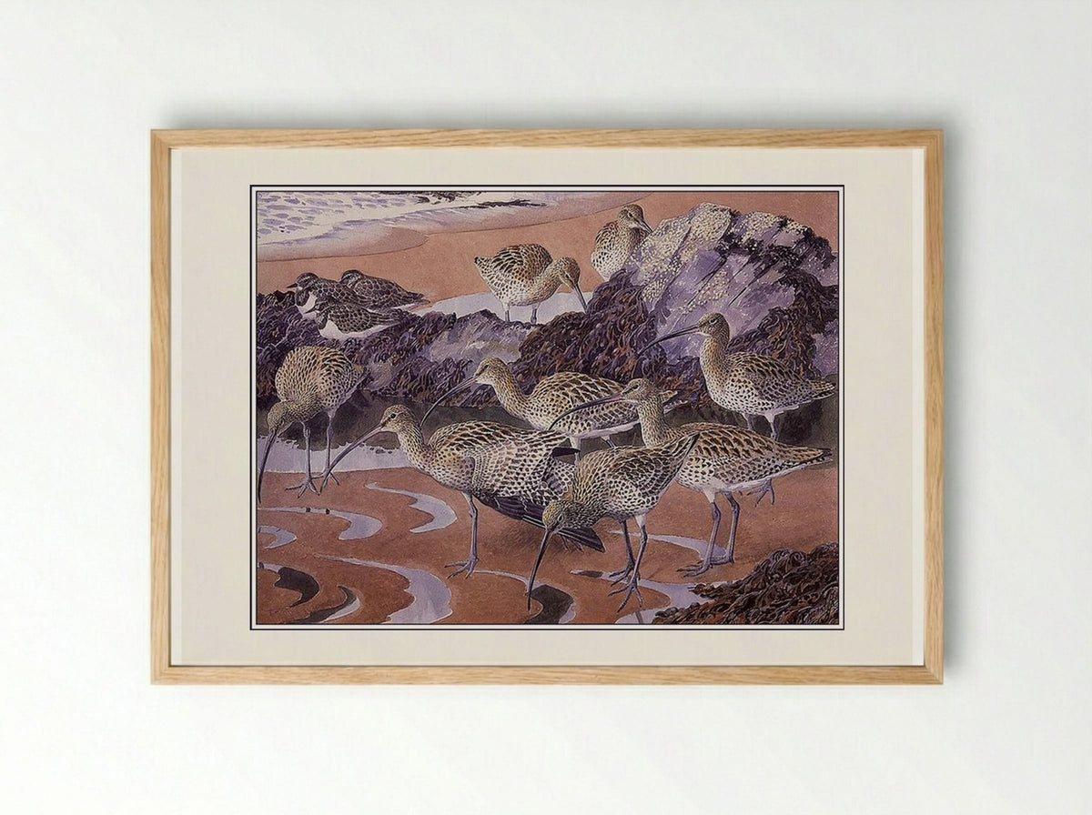 Curlews and Turnstones - Charles Tunnicliffe - Framed Print Wood