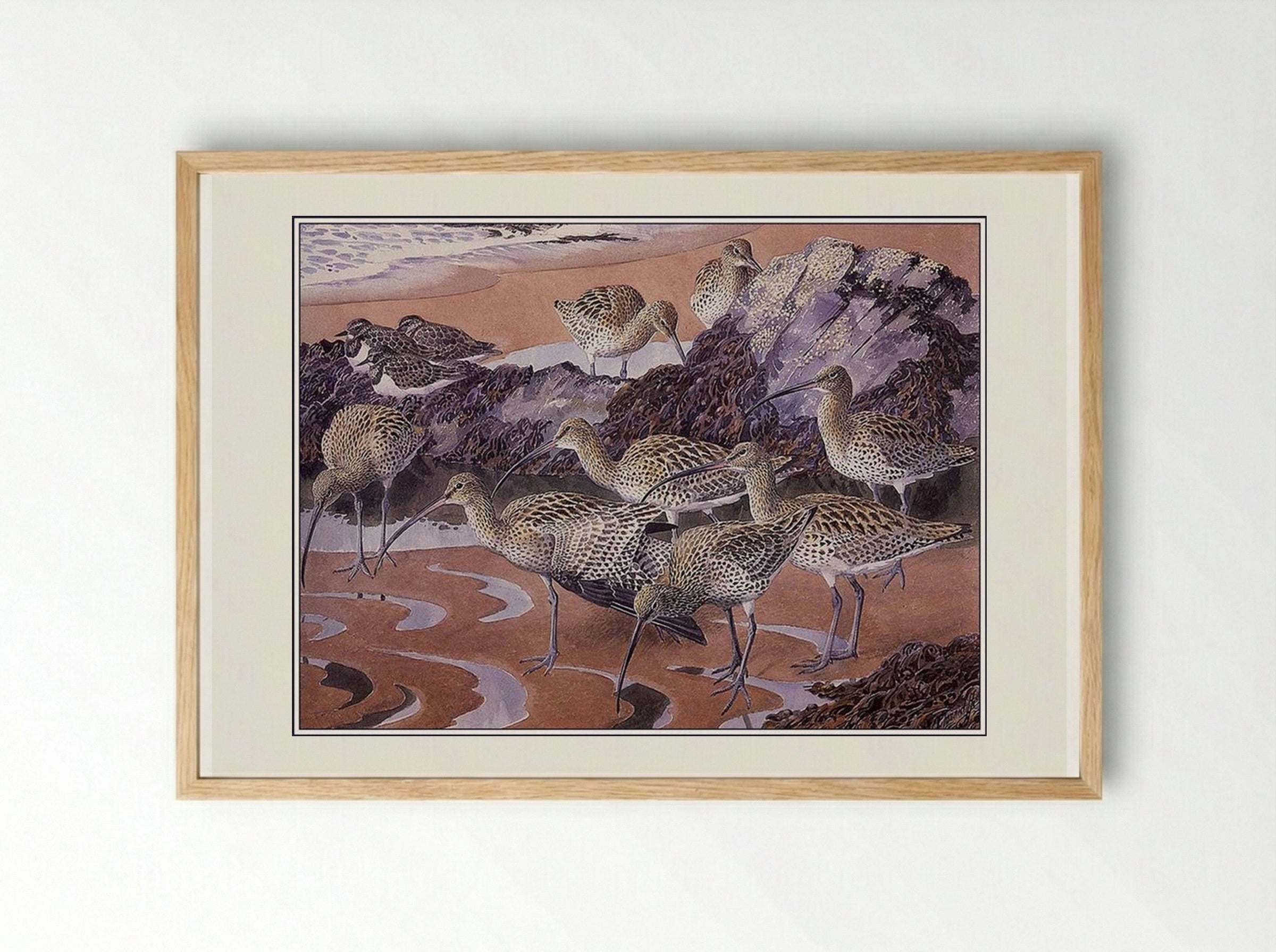 Curlews and Turnstones - Charles Tunnicliffe - Framed Print Wood