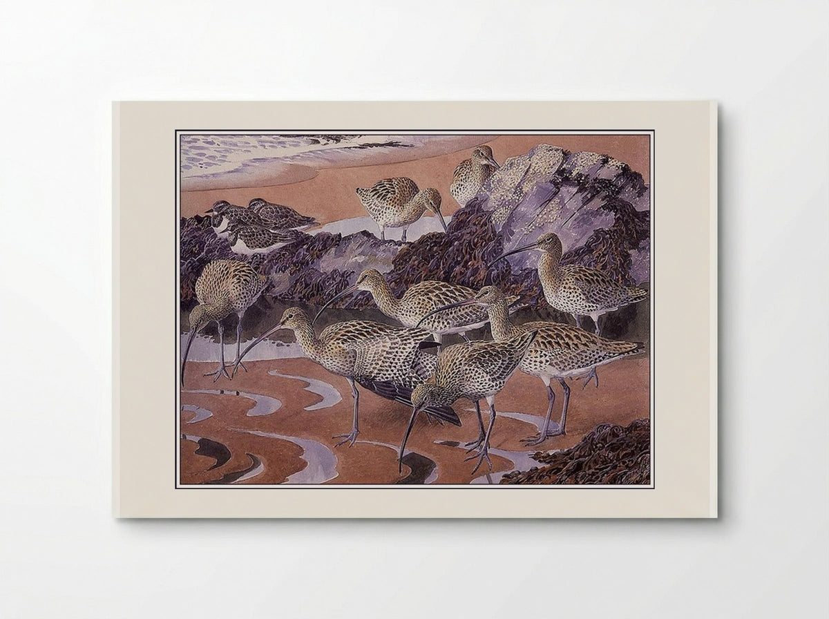 Curlews and Turnstones - Charles Tunnicliffe - Poster