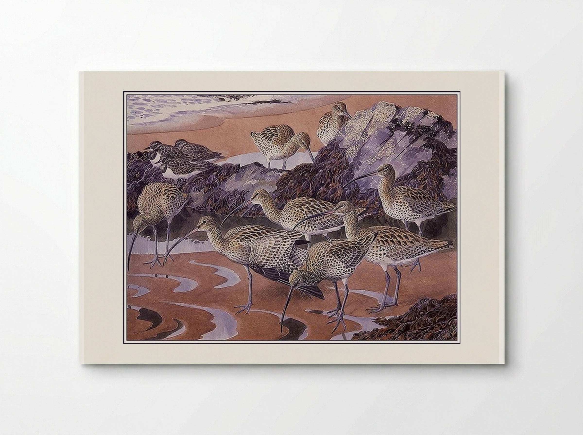 Curlews and Turnstones - Charles Tunnicliffe - Poster
