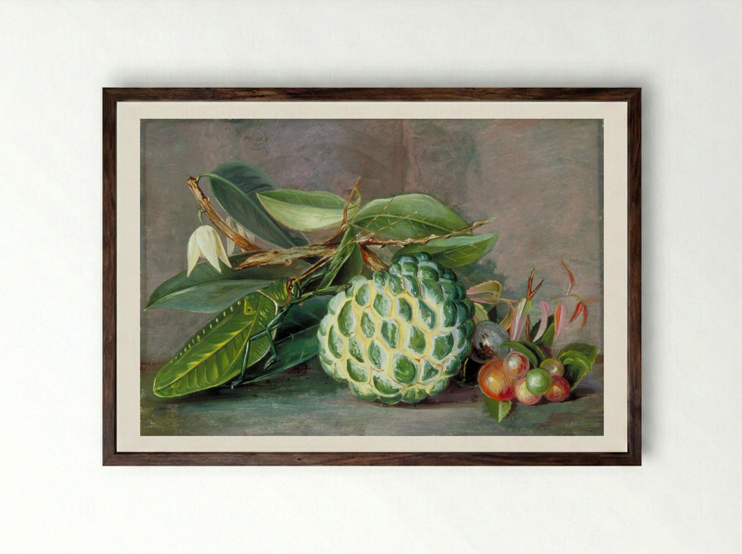 Custard Apple, Native 'Gooseberry' of Sarawak, and Leaf Locust - Marianne North - Framed Print Dark Wood