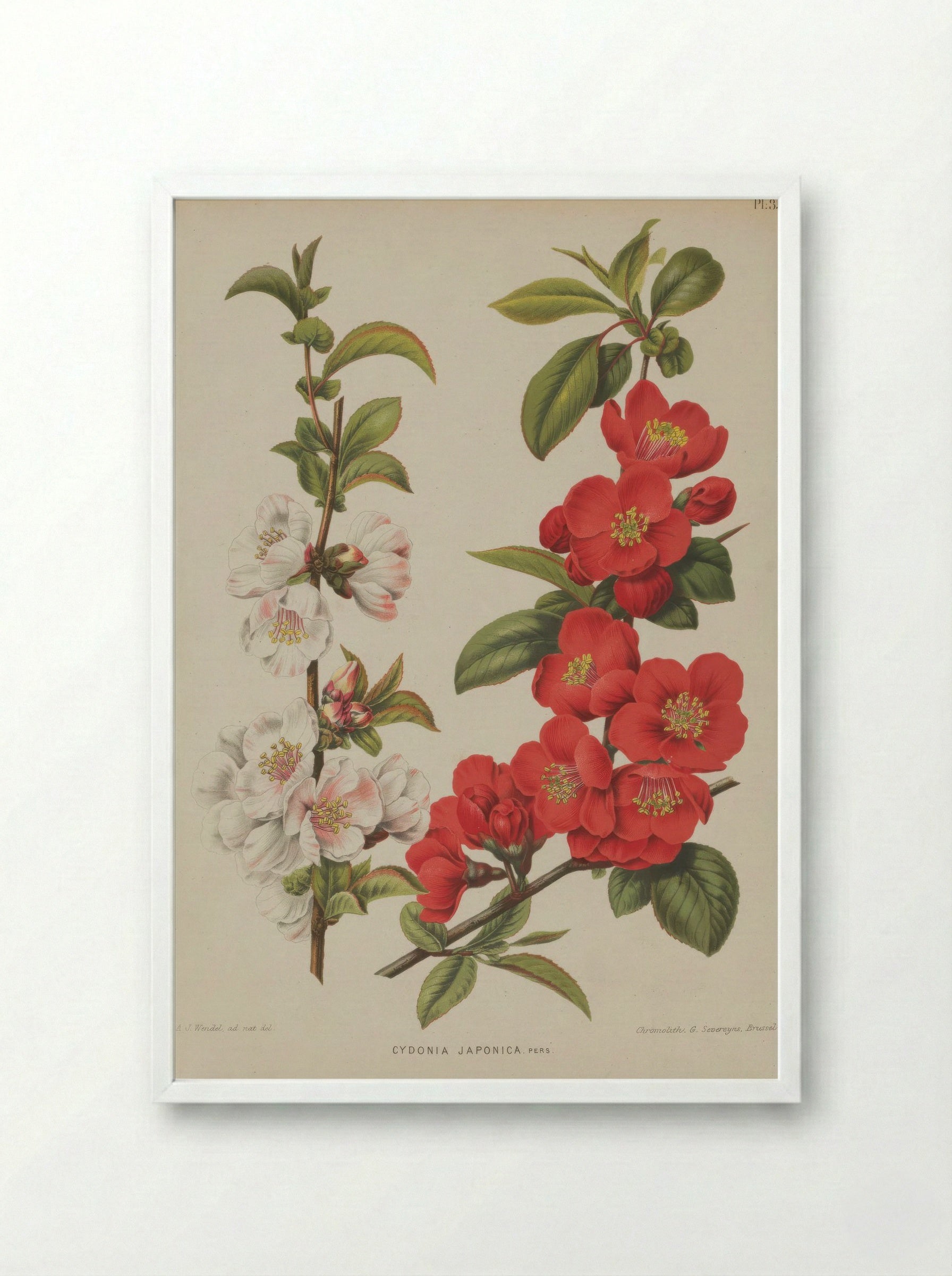 Cydonia Japonica Thunb. Pers. - A. J. Wendel - Framed Print White