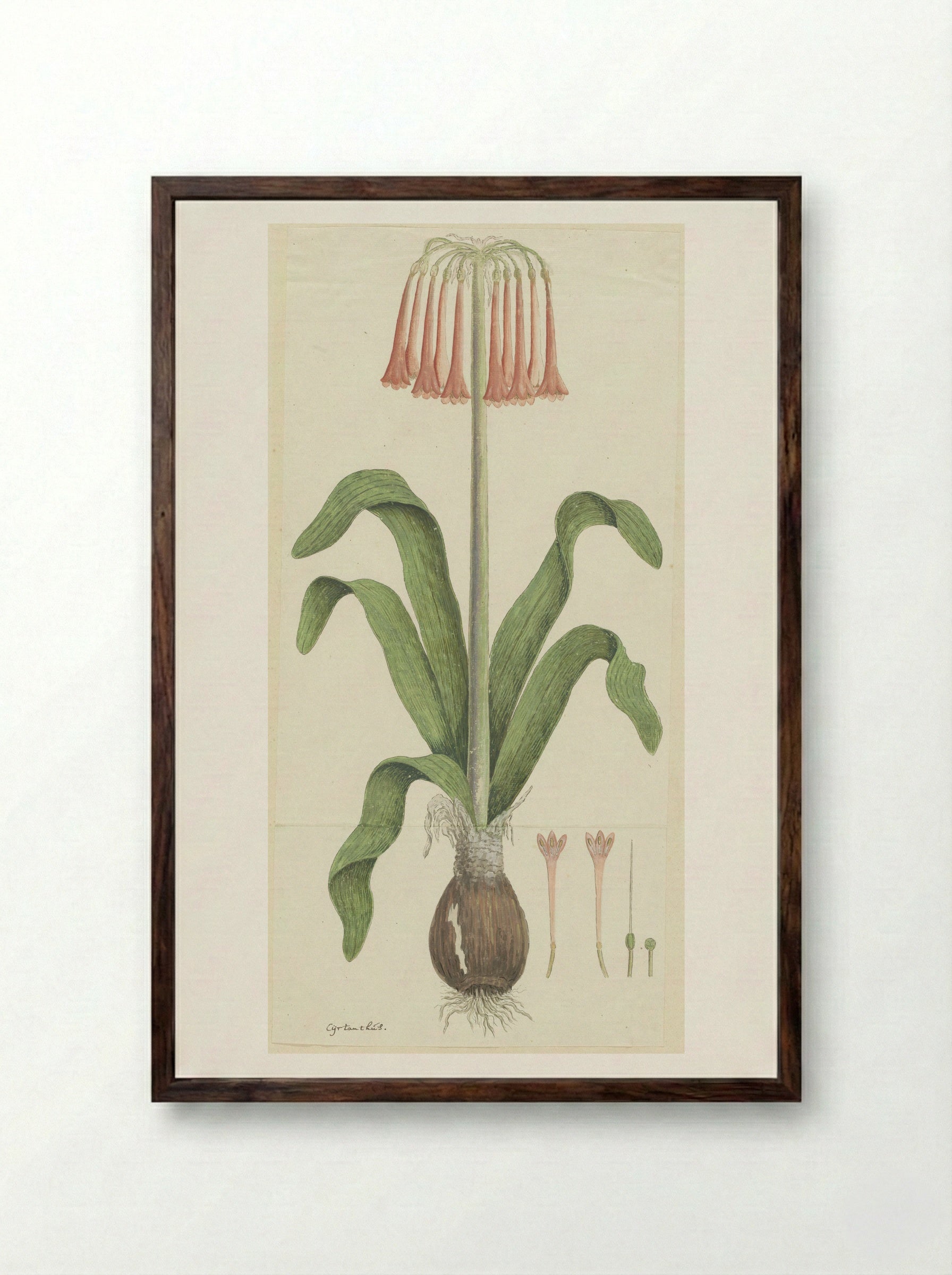 Cyrtanthus carneus - Robert Jacob Gordon - Framed Print Dark Wood
