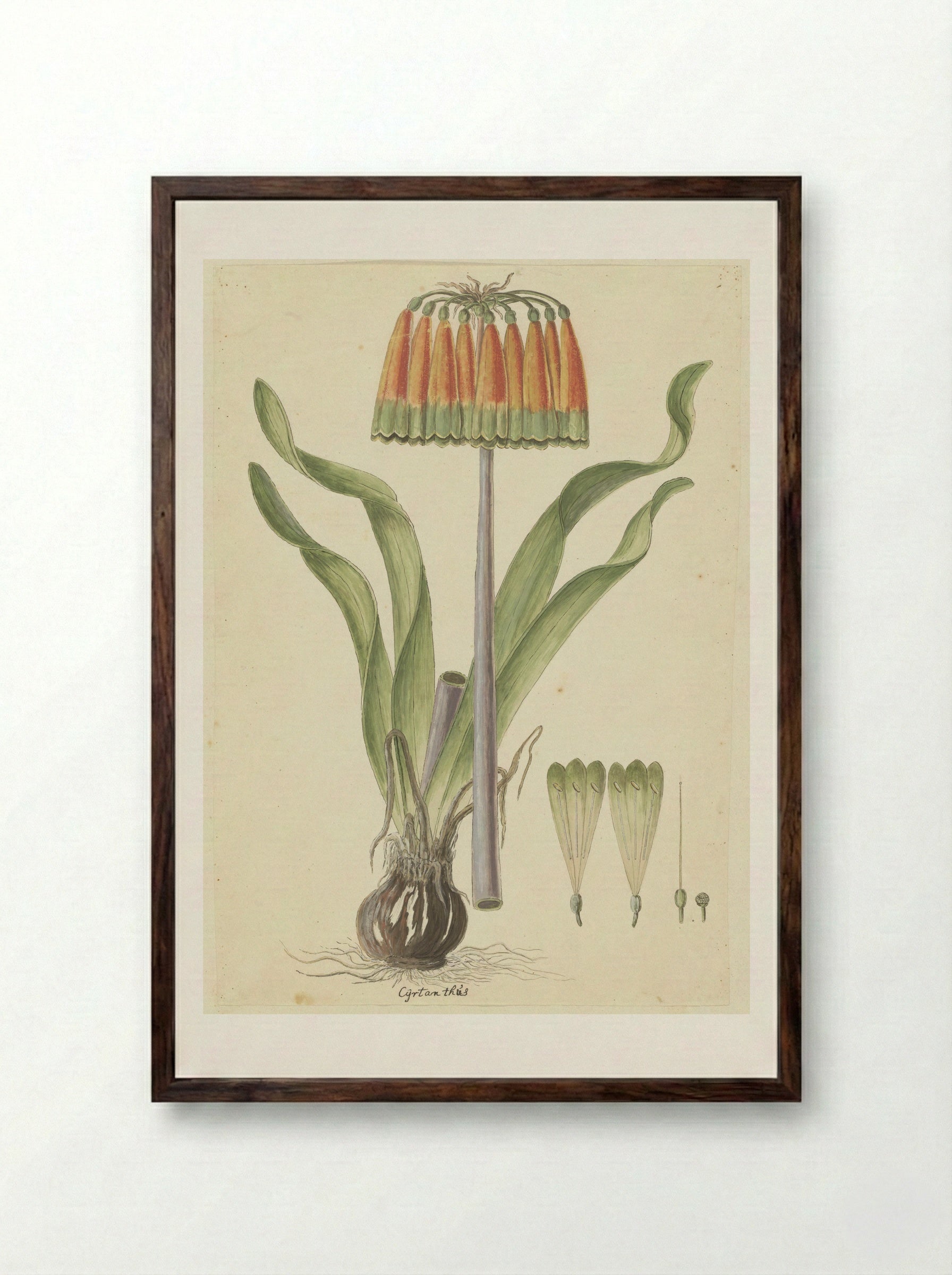 Cyrtanthus obliquus - Robert Jacob Gordon - Framed Print Dark Wood