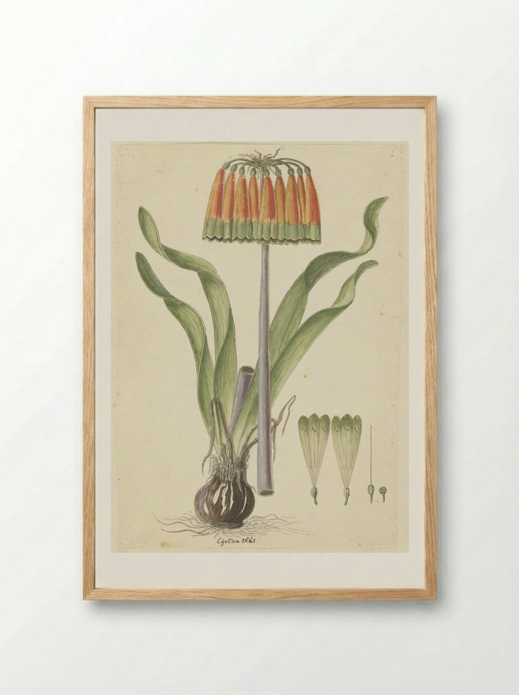 Cyrtanthus obliquus - Robert Jacob Gordon - Framed Print Wood