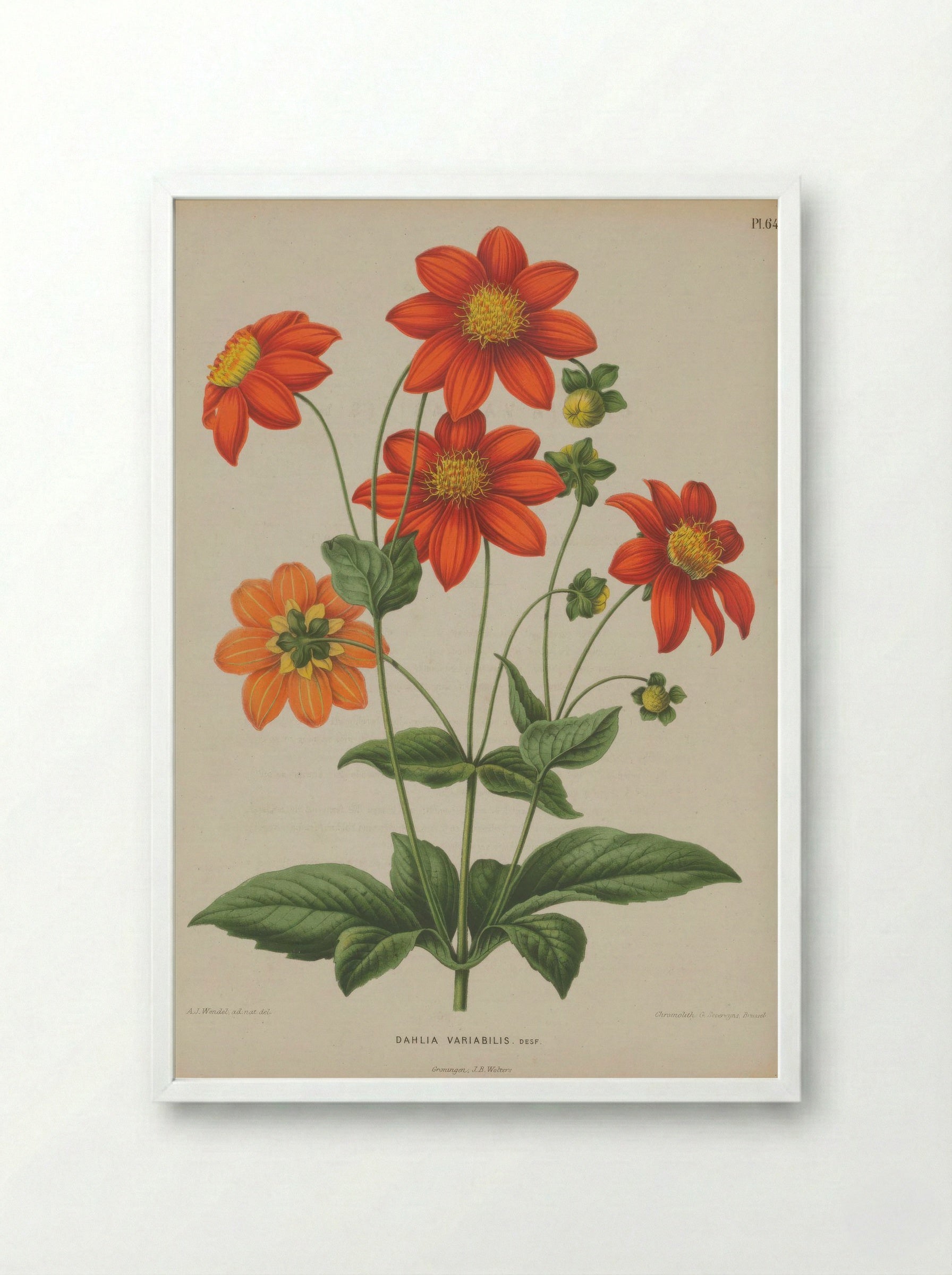Dahlia Pinnata Cav. - A. J. Wendel - Framed Print White