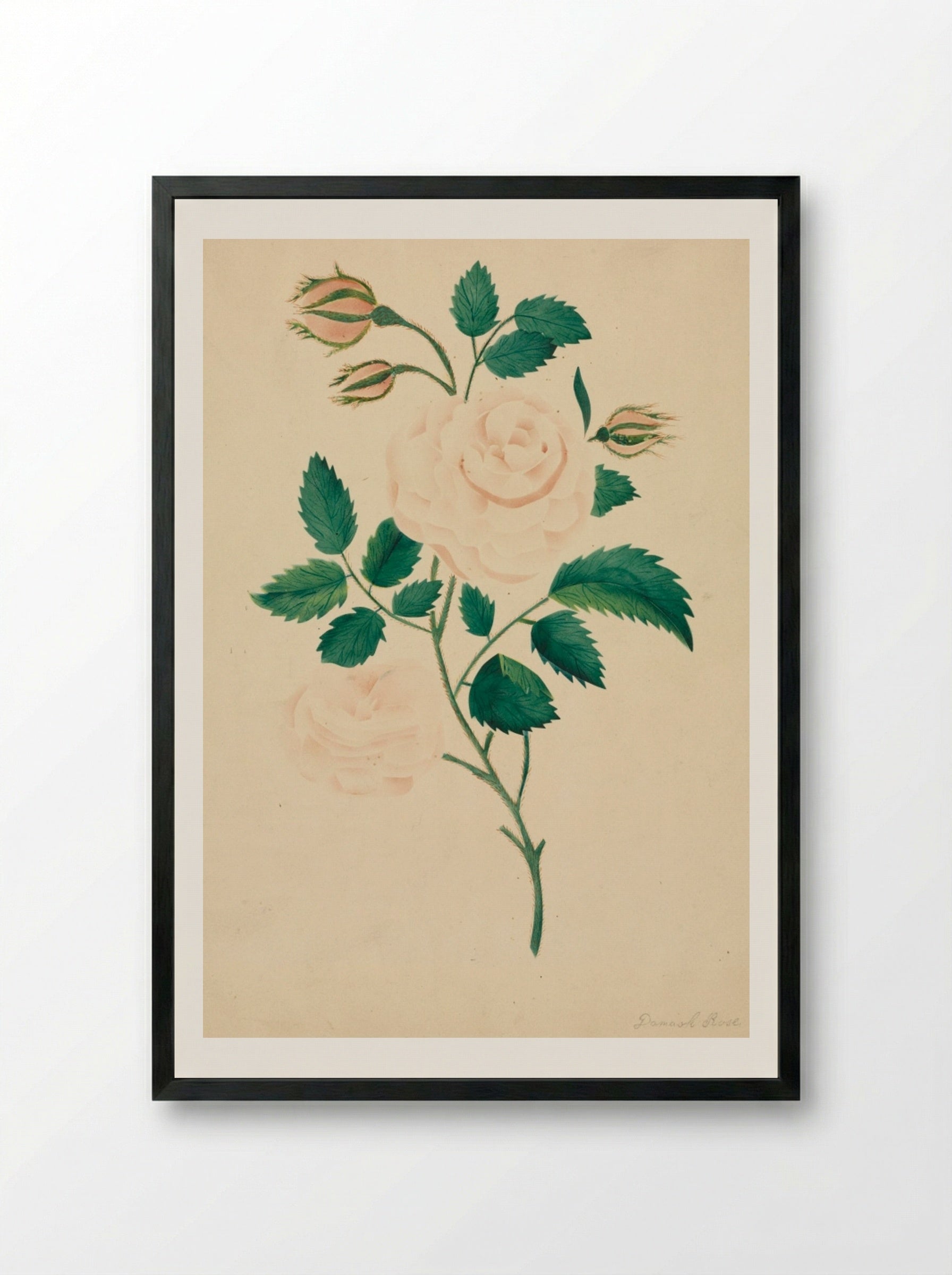 Damask Rose - Mary Altha Nims - Framed Print Black