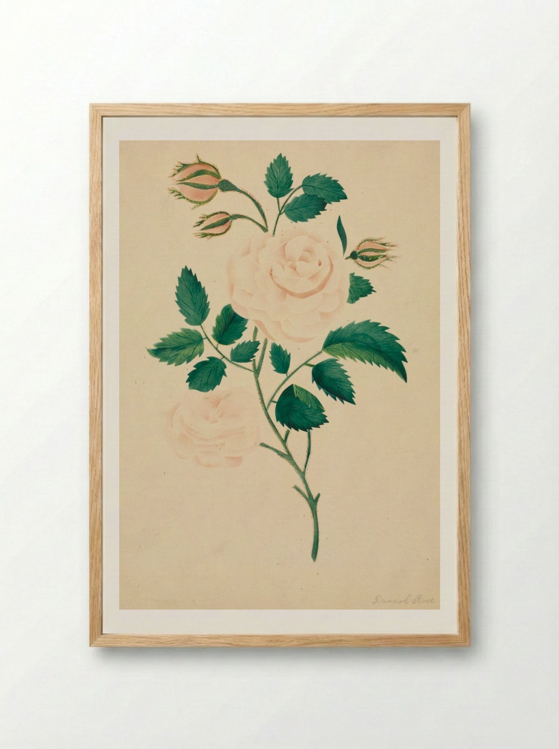 Damask Rose - Mary Altha Nims - Framed Print Wood