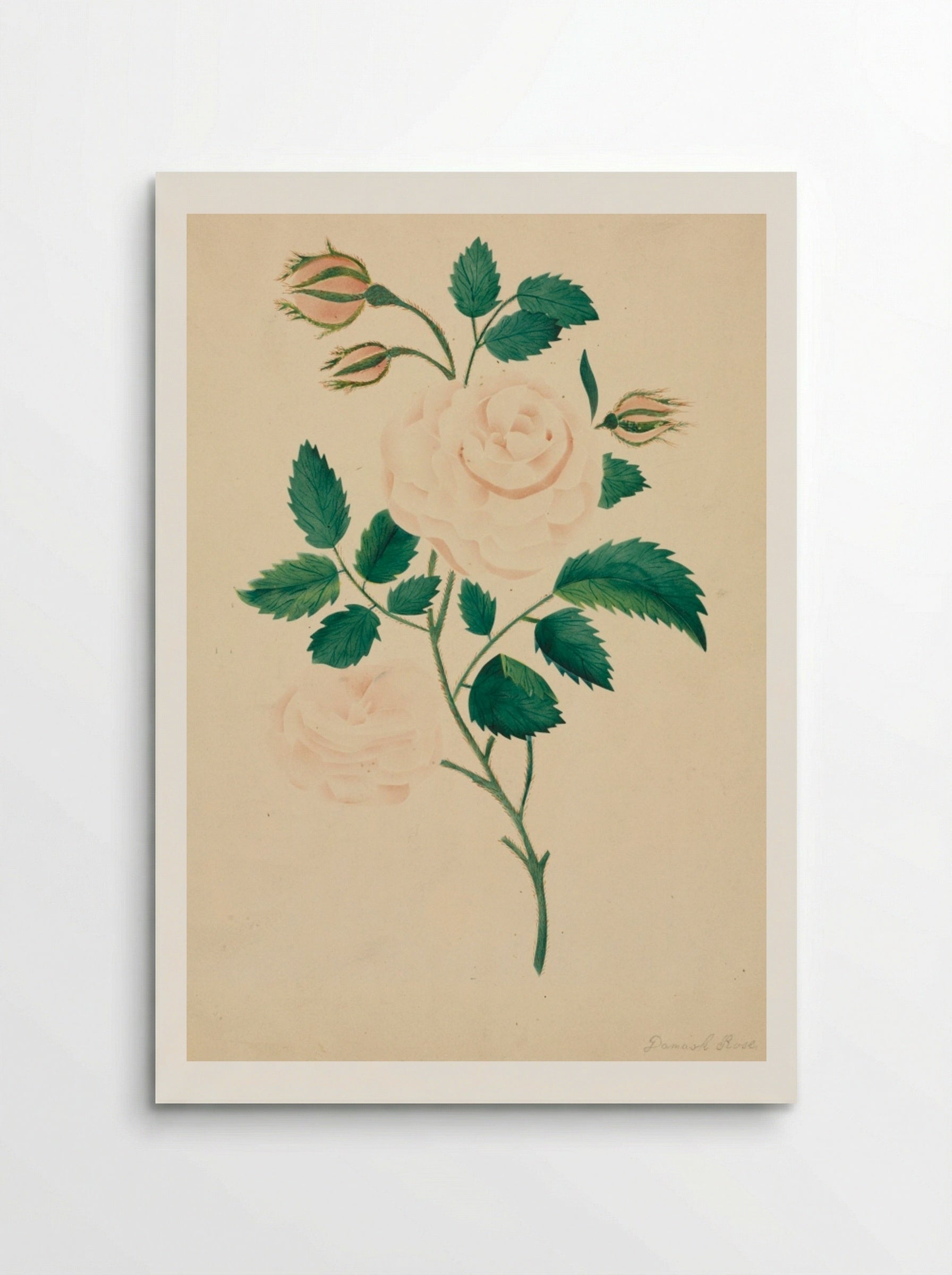 Damask Rose - Mary Altha Nims - Poster