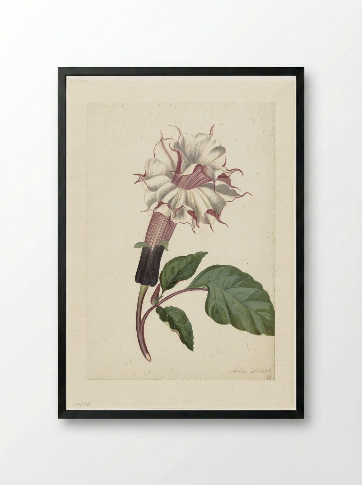 Datura (Datura metel) - Alida Withoos - Framed Print Black