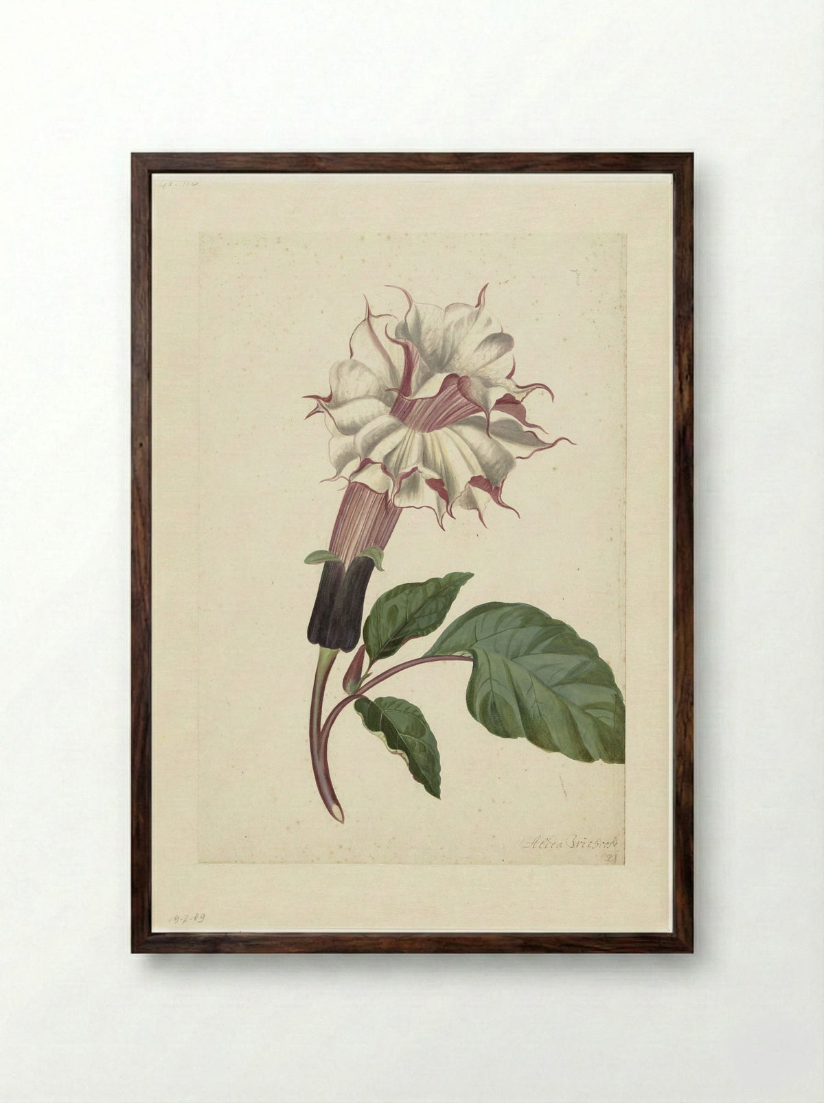 Datura (Datura metel) - Alida Withoos - Framed Print Dark Wood