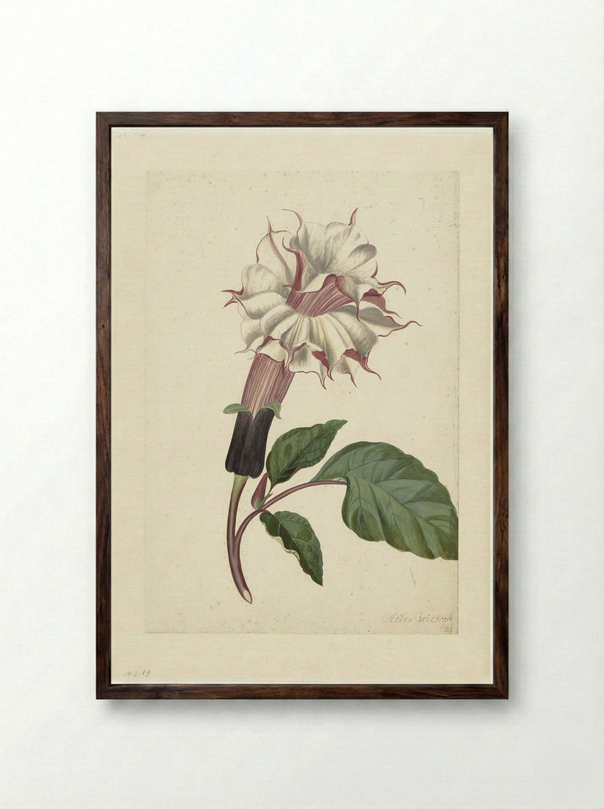 Datura (Datura metel) - Alida Withoos - Framed Print Dark Wood