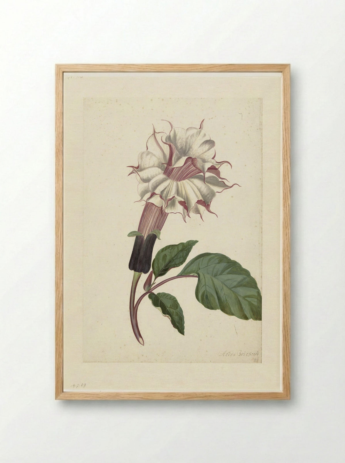 Datura (Datura metel) - Alida Withoos - Framed Print Wood