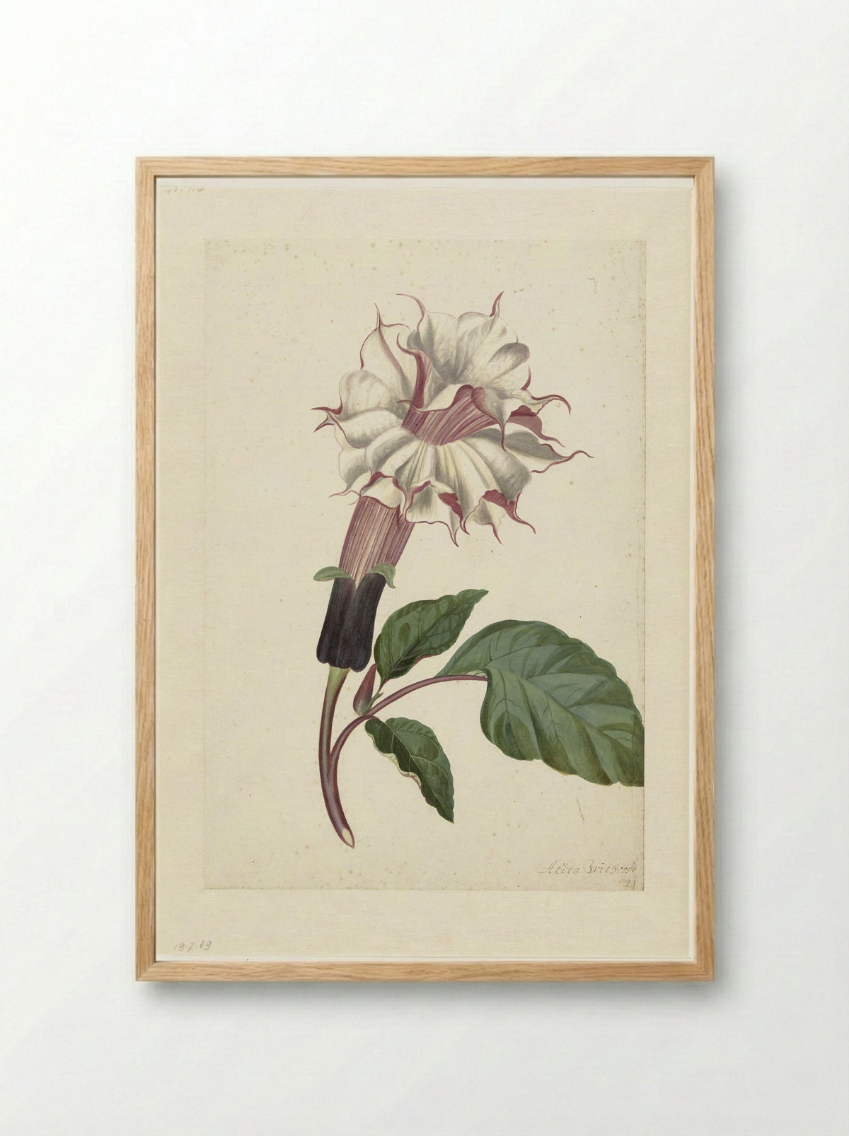 Datura (Datura metel) - Alida Withoos - Framed Print Wood
