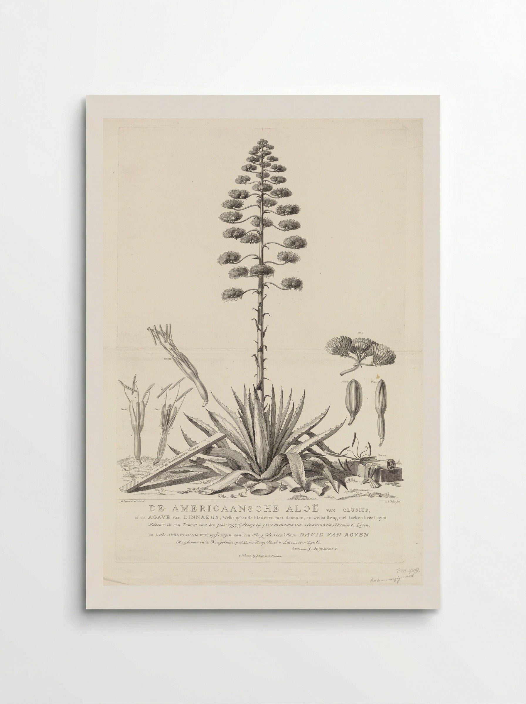 De Americaansche Aloë - Jacobus Luberti Augustini - Poster