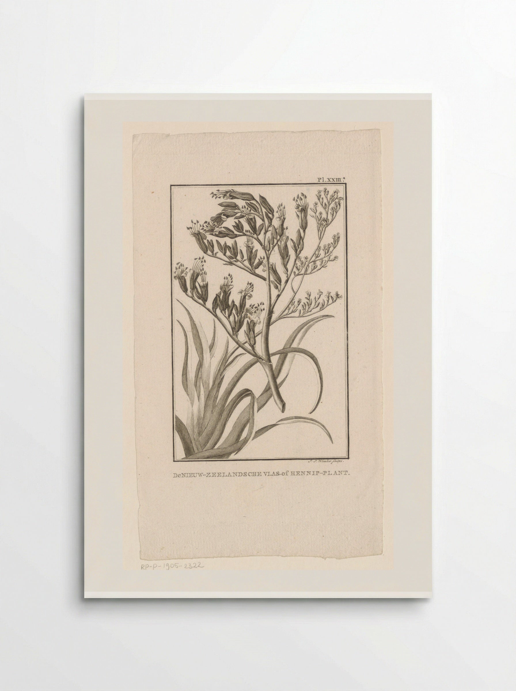 De Nieuw-Zeelandsche Vlas-of Hennip-plant - J.S. Klauber - Poster