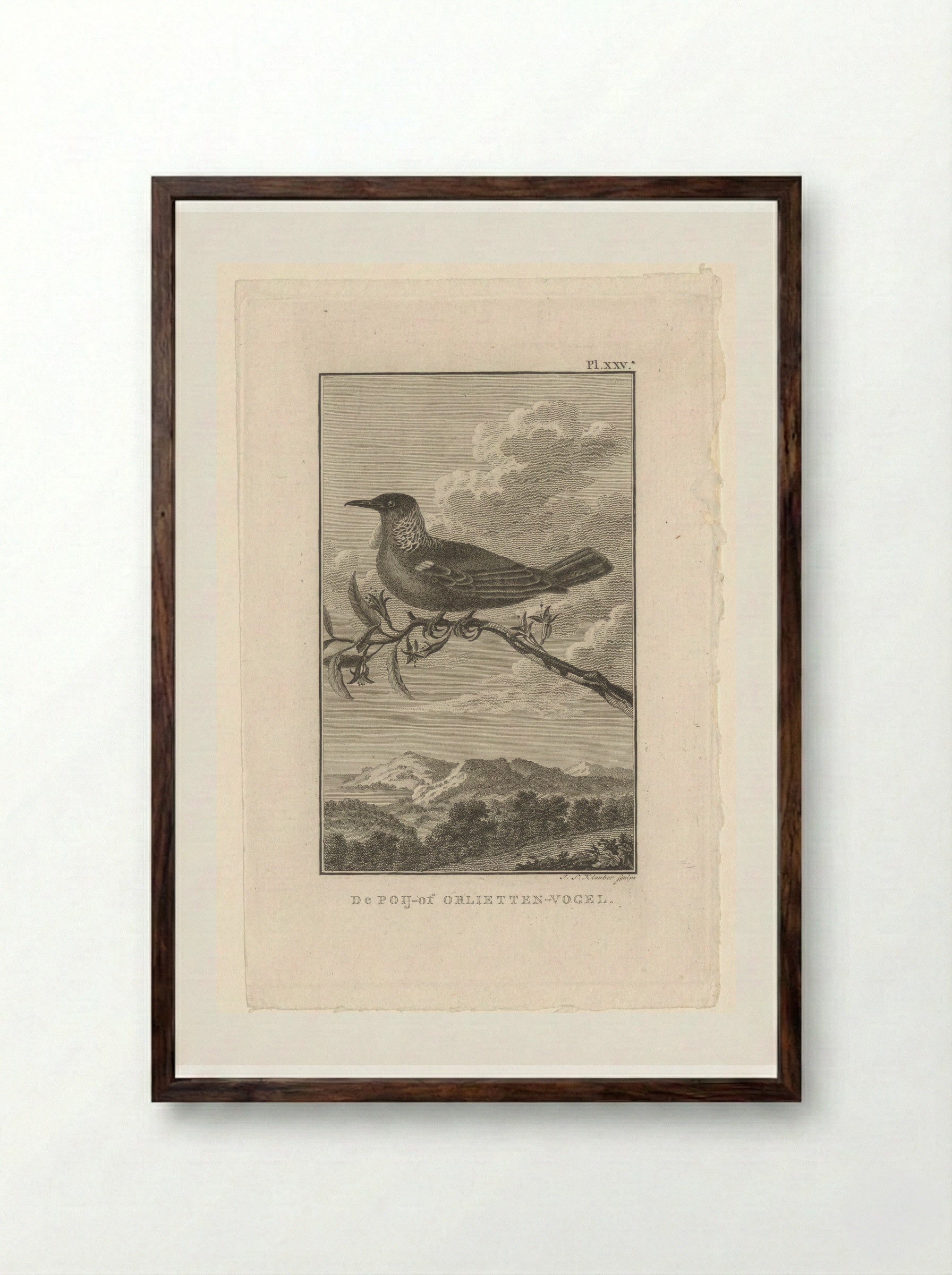 De Poij-of Orlietten-vogel - Joseph Sebastian Klauber - Framed Print Dark Wood