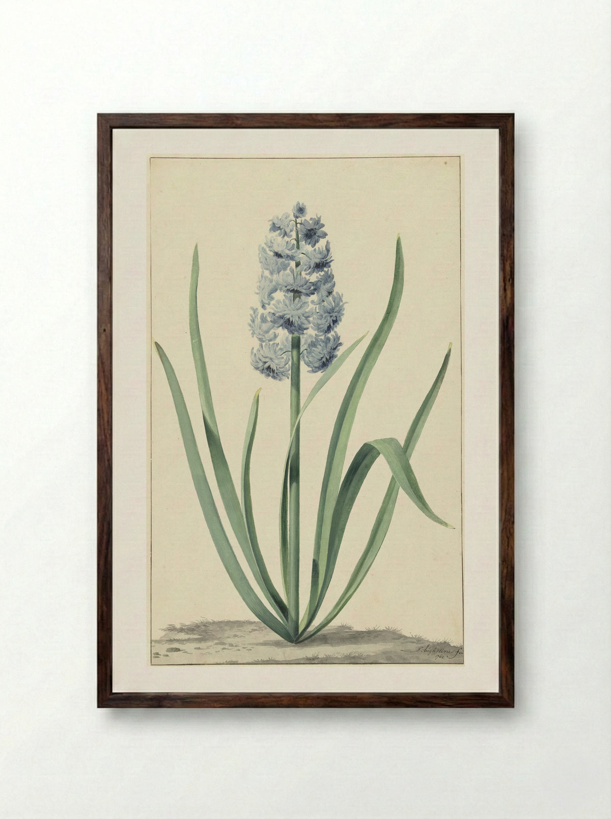 De blauwe hyacint Franciscus Primus - Jan Augustini - Framed Print Dark Wood