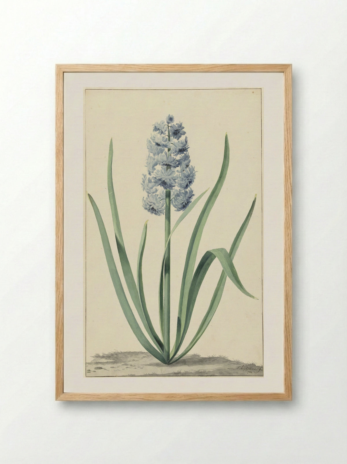 De blauwe hyacint Franciscus Primus - Jan Augustini - Framed Print Wood