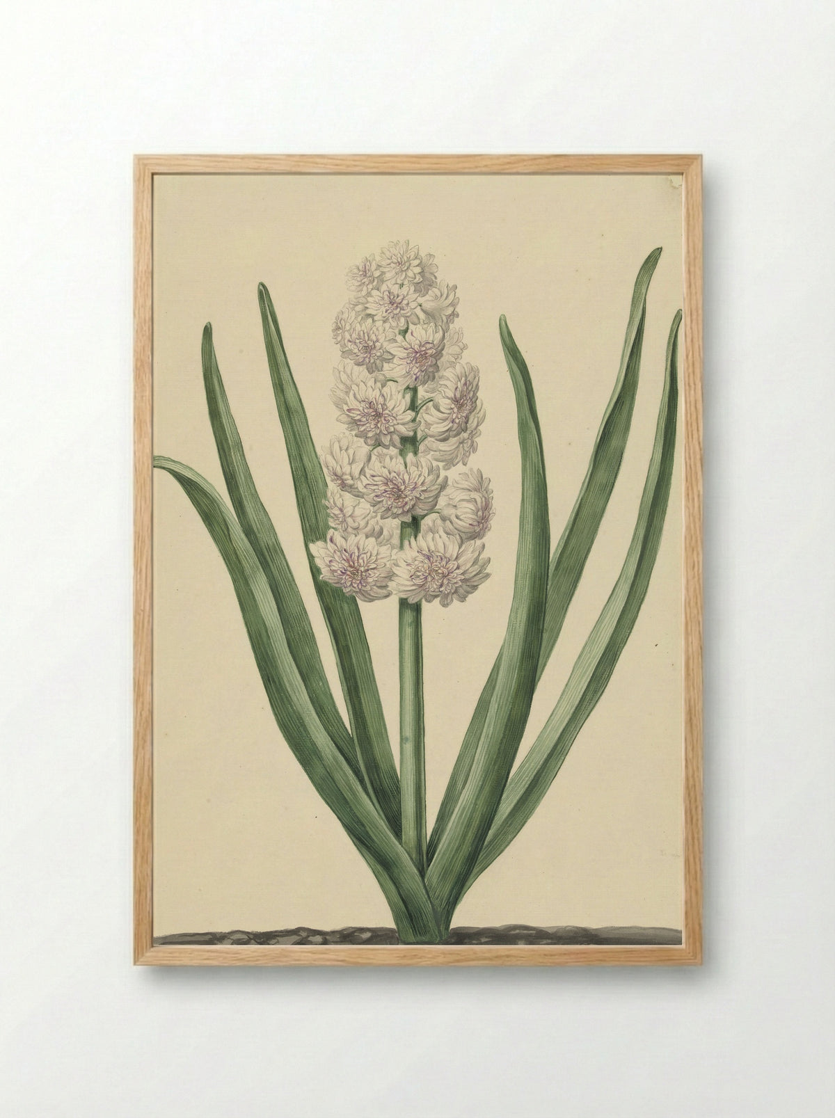 De rozewitte hyacint Staaten Generaal - Abraham Hendrik van Beesten - Framed Print Wood