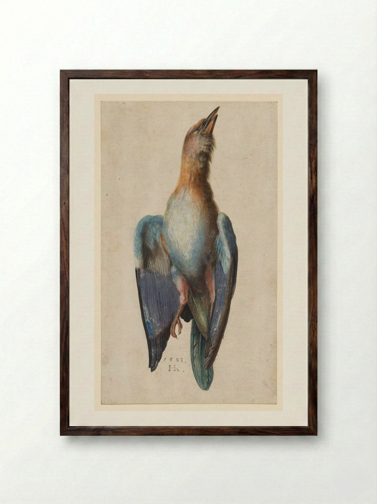 Dead Blue Roller - Hans Hoffmann - Framed Print Dark Wood