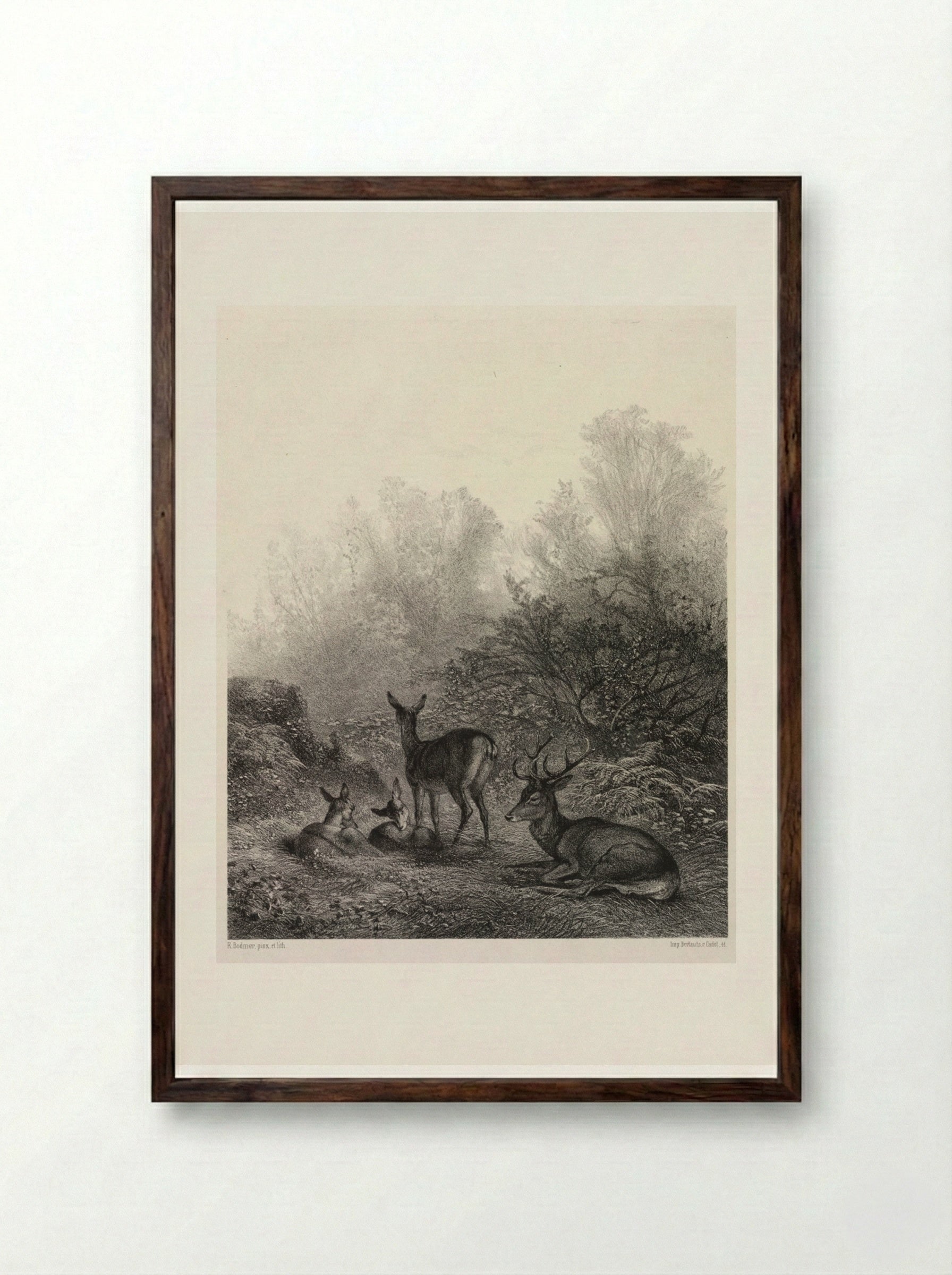 Deer at Rest - Karl Bodmer - Framed Print Dark Wood