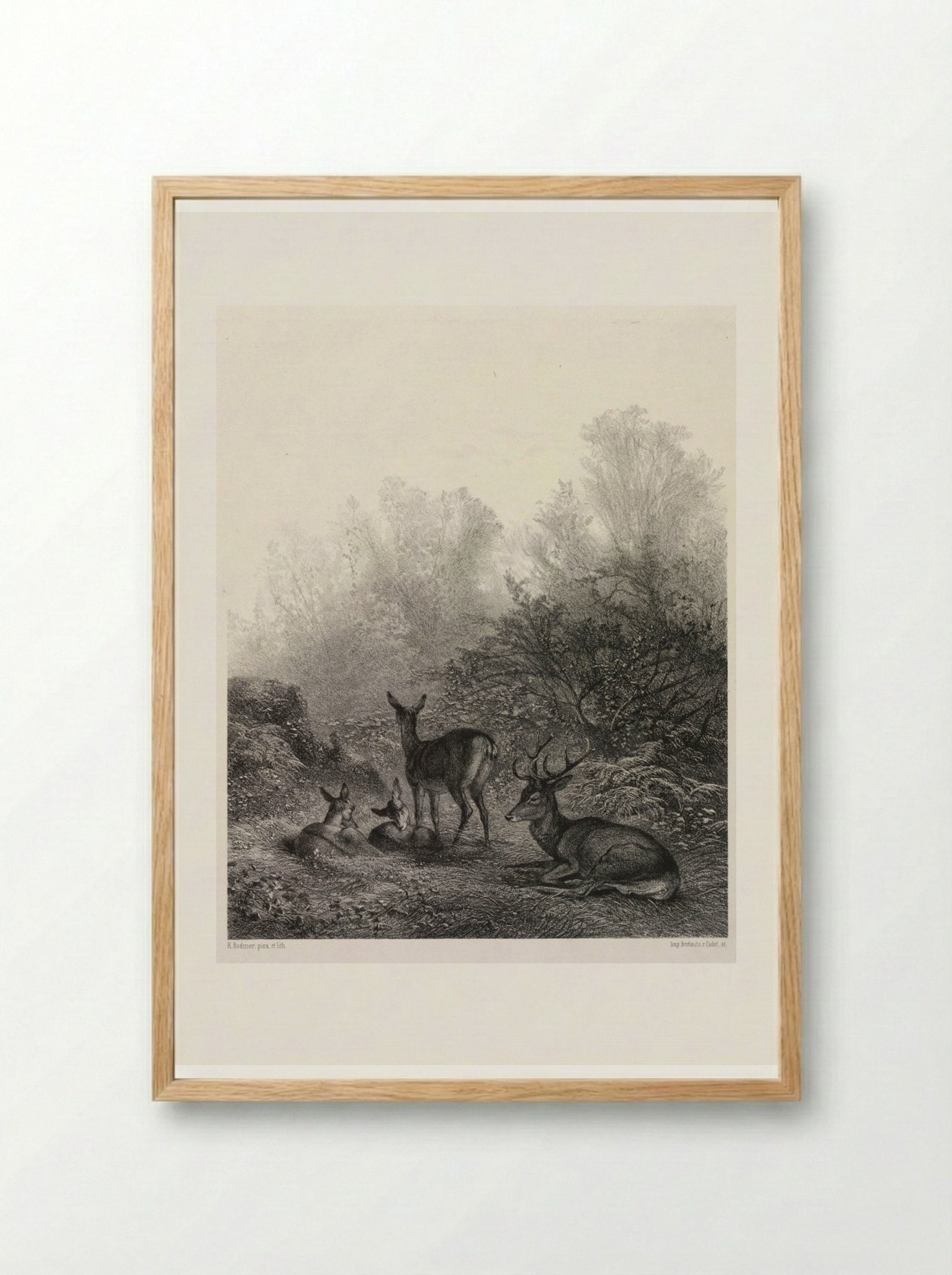 Deer at Rest - Karl Bodmer - Framed Print Wood
