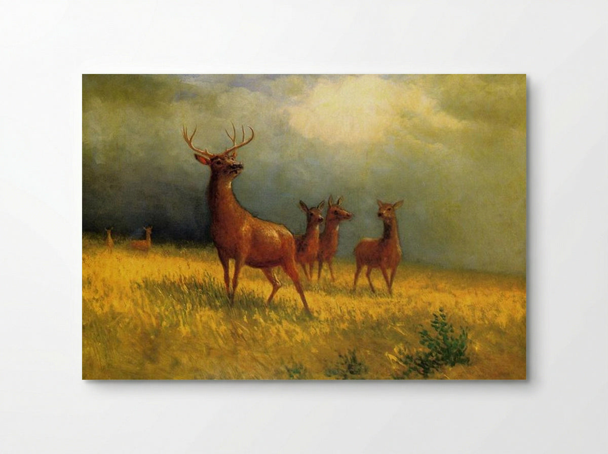 Deer in a Field - Albert Bierstadt - Poster