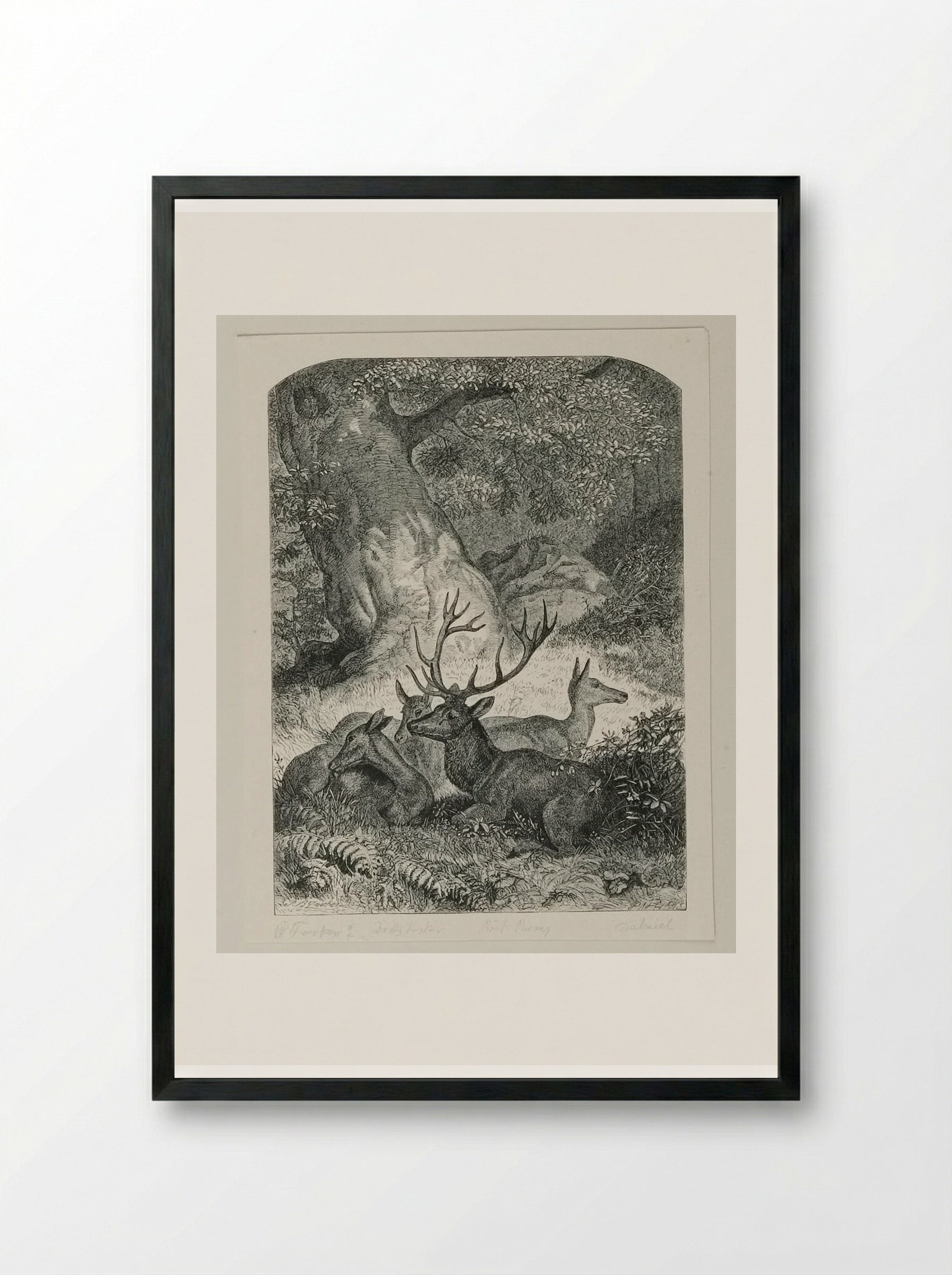 Deer in the Forest - Edward Dalziel - Framed Print Black