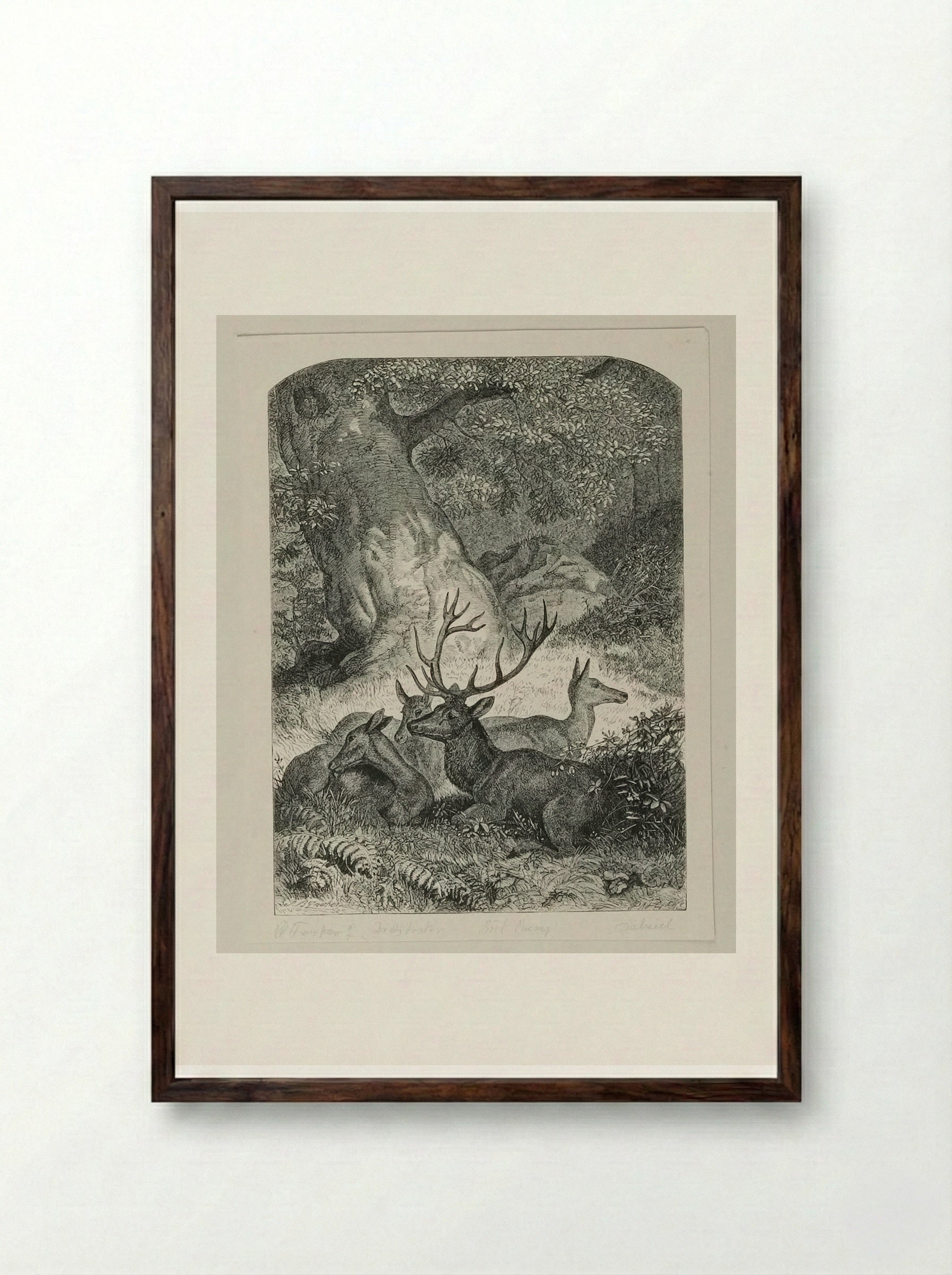 Deer in the Forest - Edward Dalziel - Framed Print Dark Wood