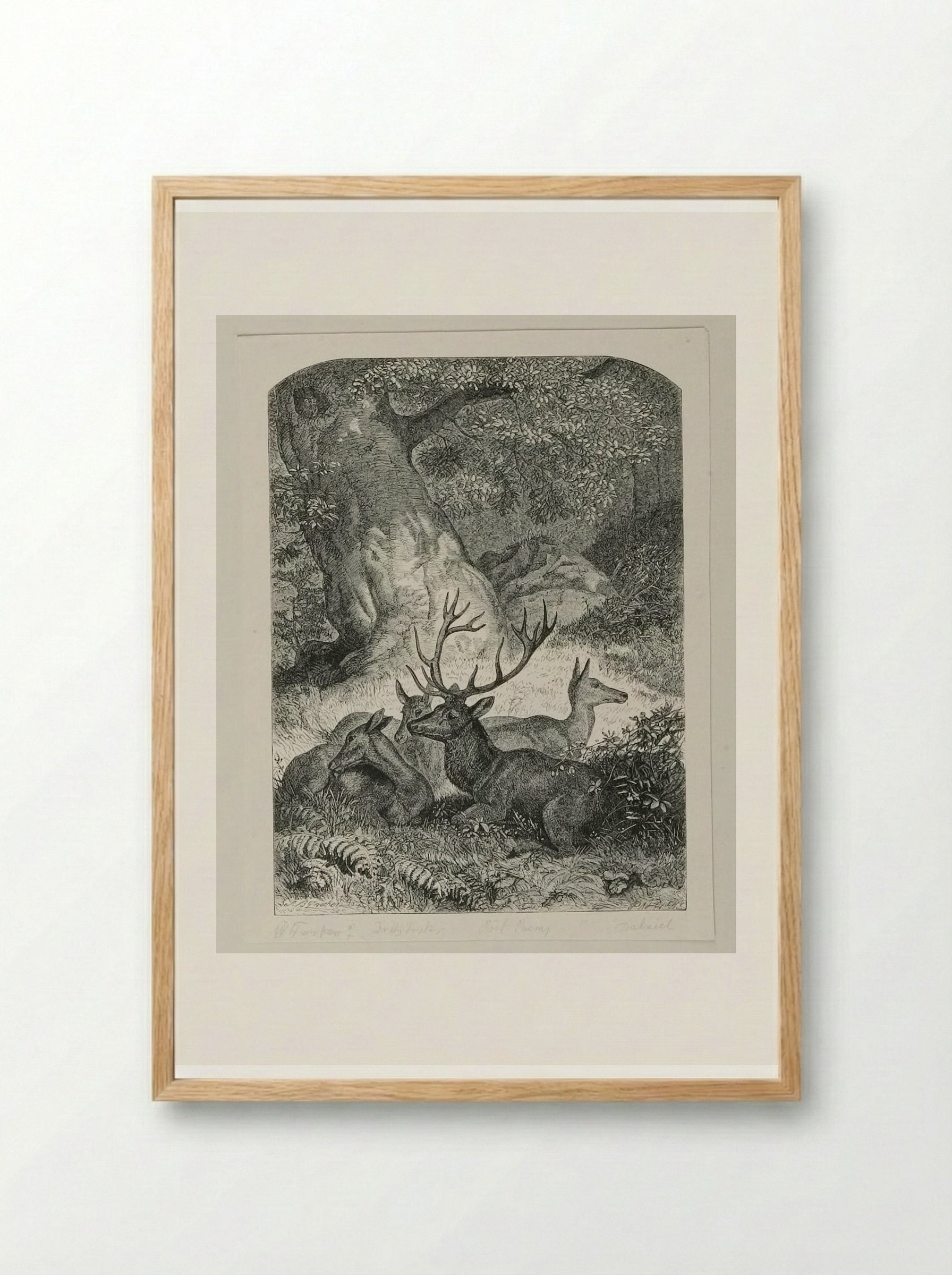 Deer in the Forest - Edward Dalziel - Framed Print Wood