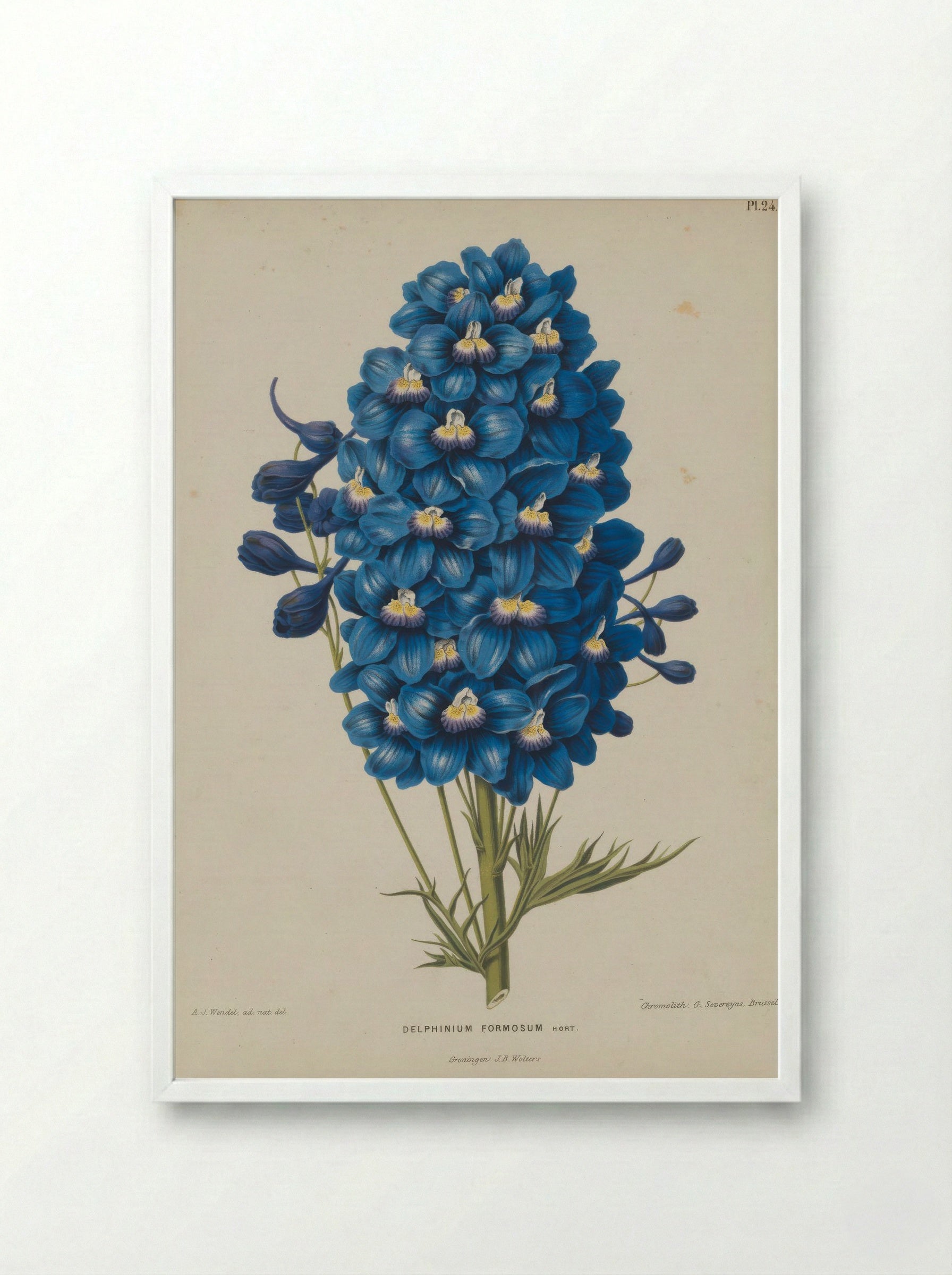 Delphinium Formosum Boiss A Huet - A. J. Wendel - Framed Print White
