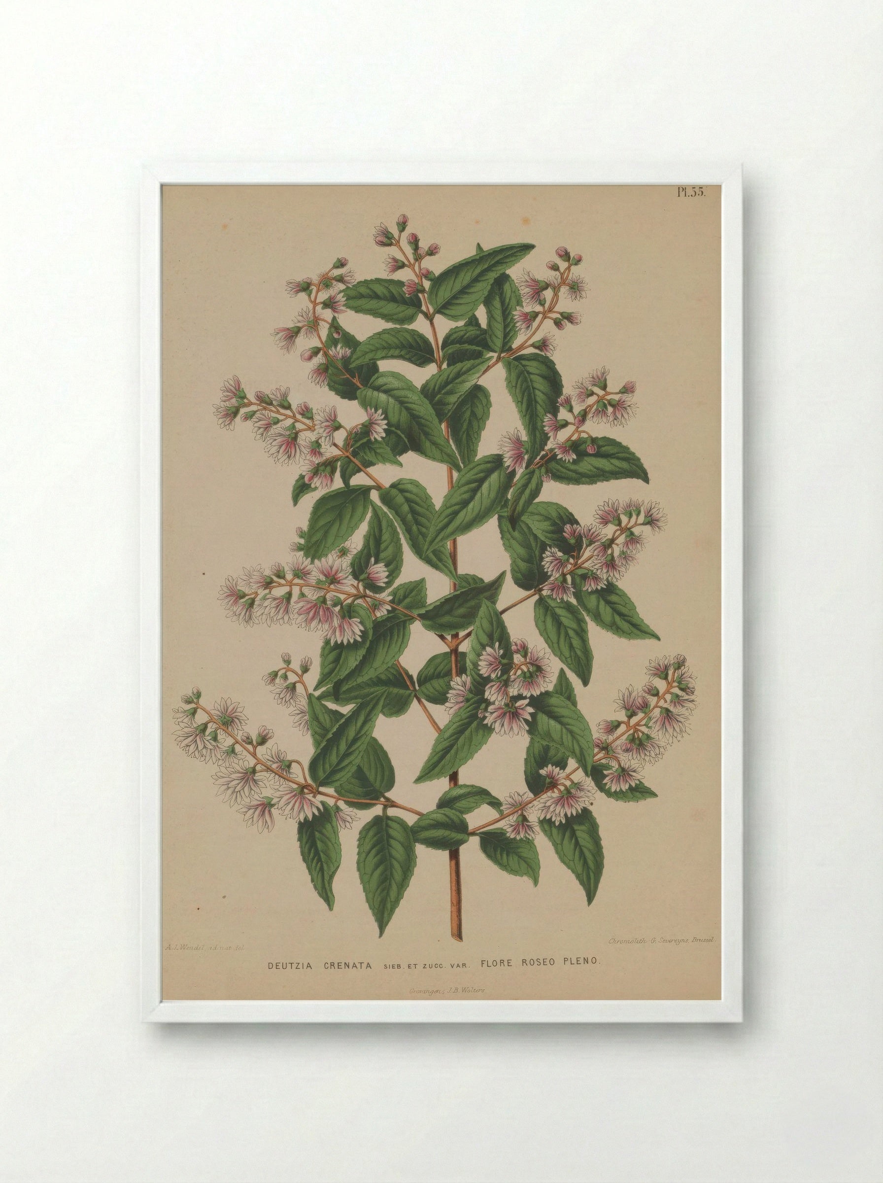 Deutzia Crenata Siebold Zucc. - A. J. Wendel - Framed Print White