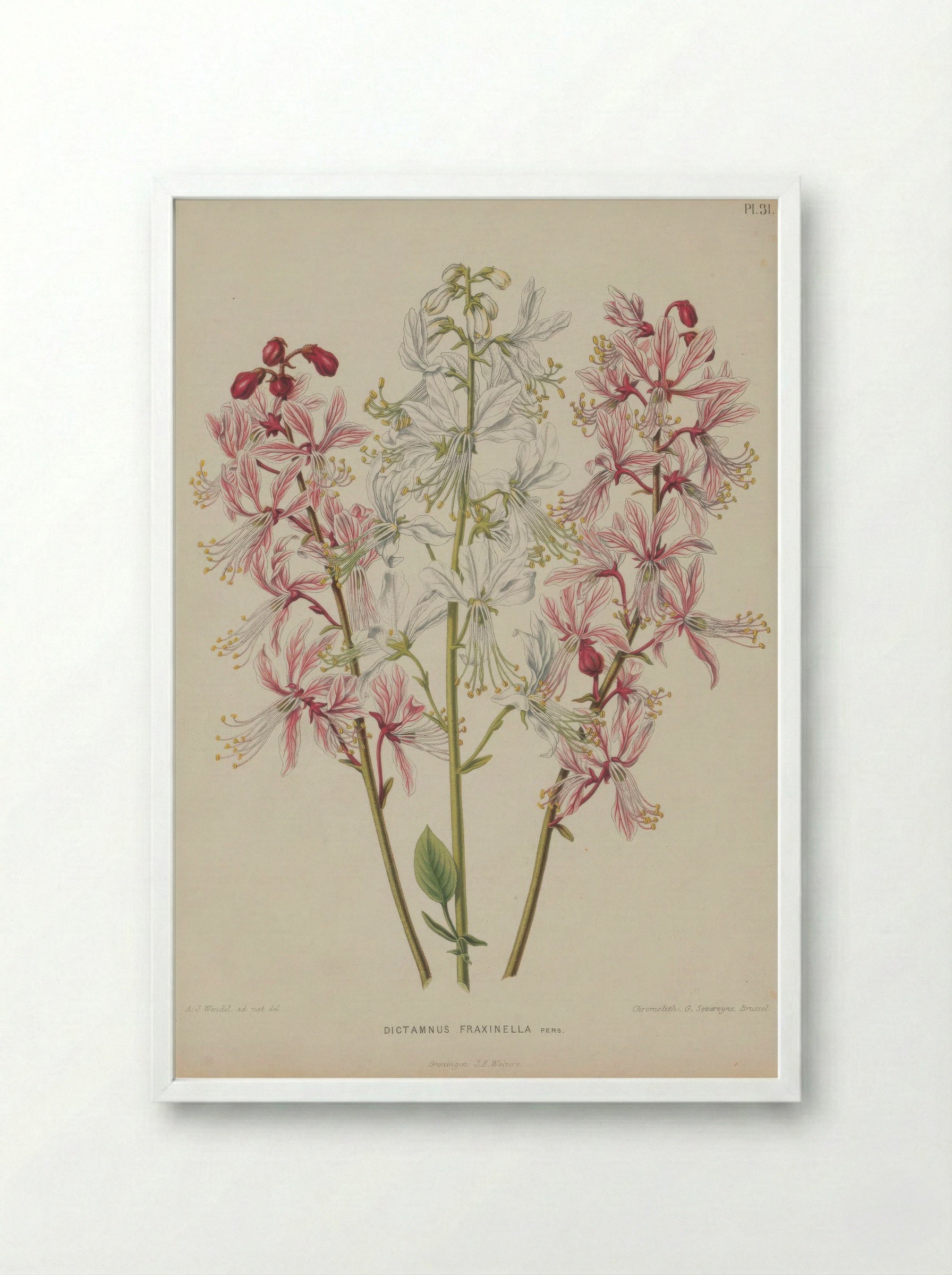 Dictamnus Albus L. - A. J. Wendel - Framed Print White