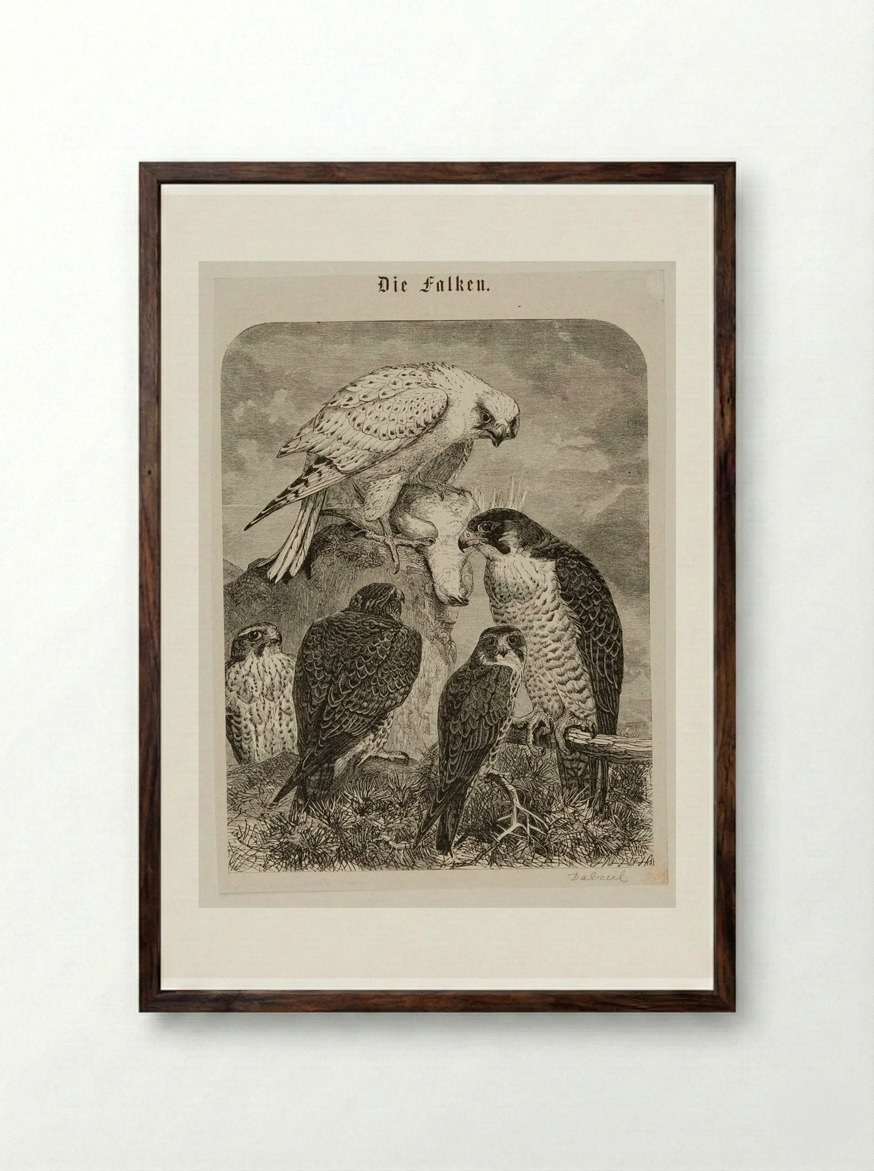 Die Falken (The Hawks) - Edward Dalziel - Framed Print Dark Wood