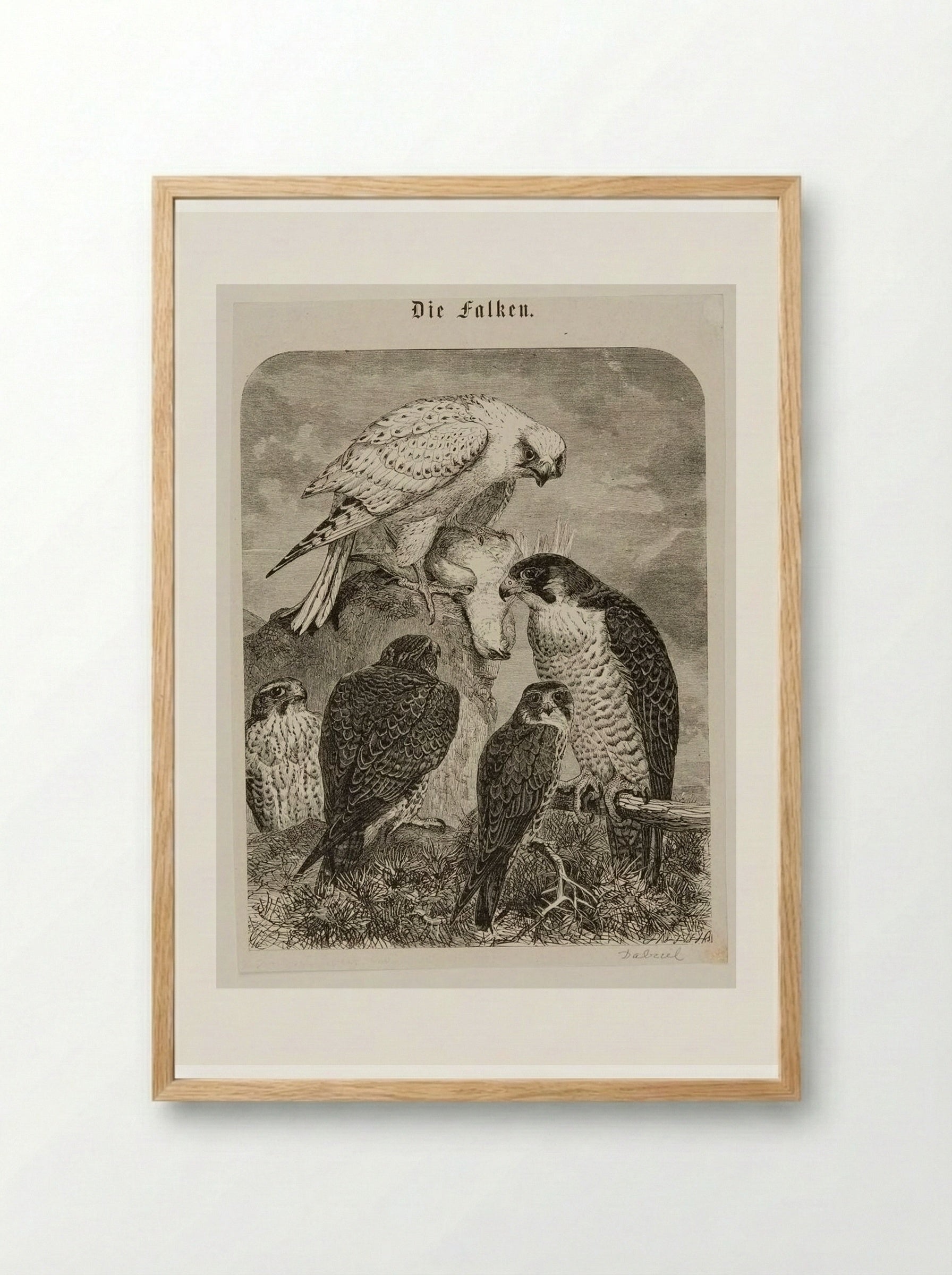 Die Falken (The Hawks) - Edward Dalziel - Framed Print Wood