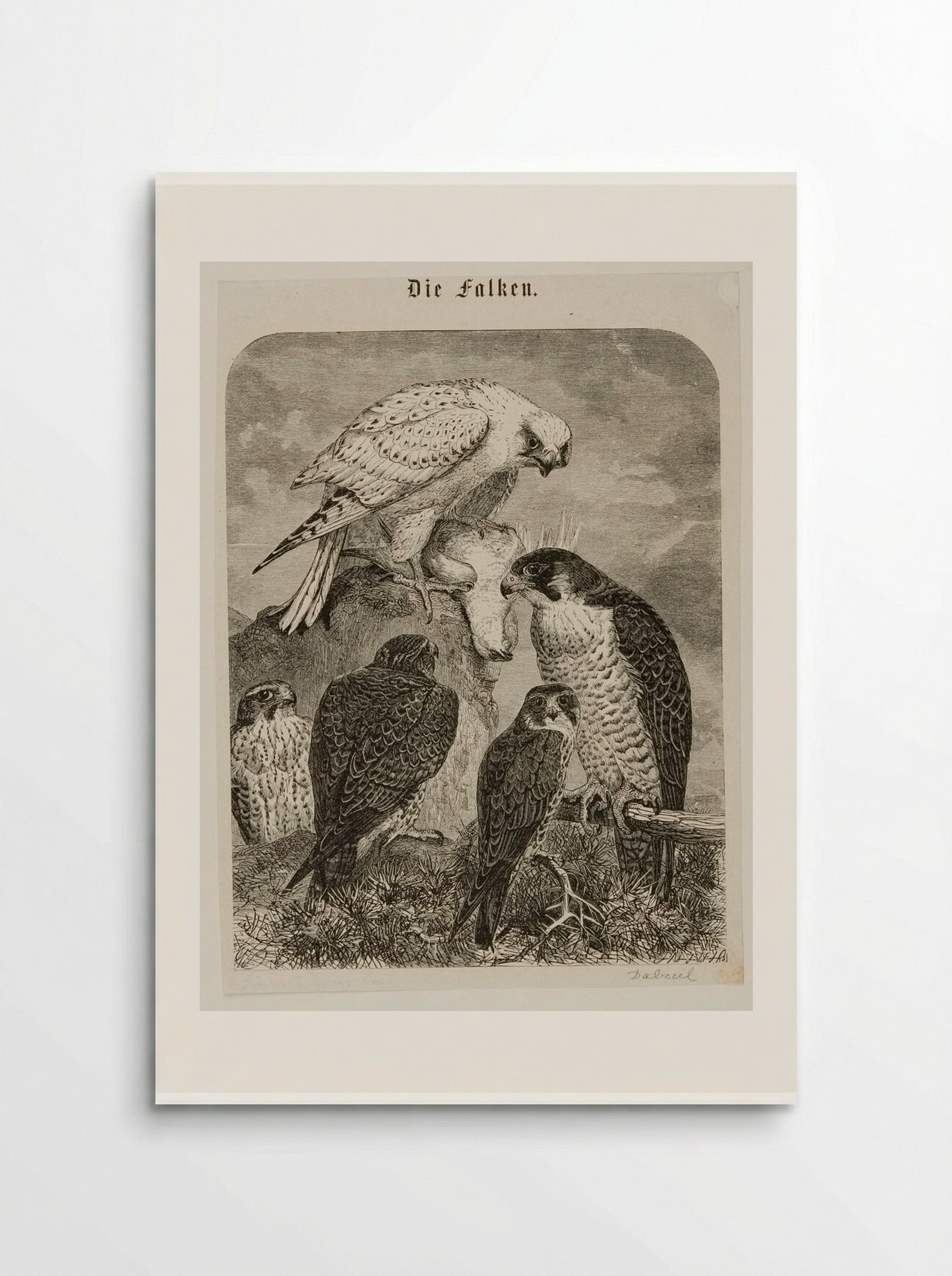 Die Falken (The Hawks) - Edward Dalziel - Poster