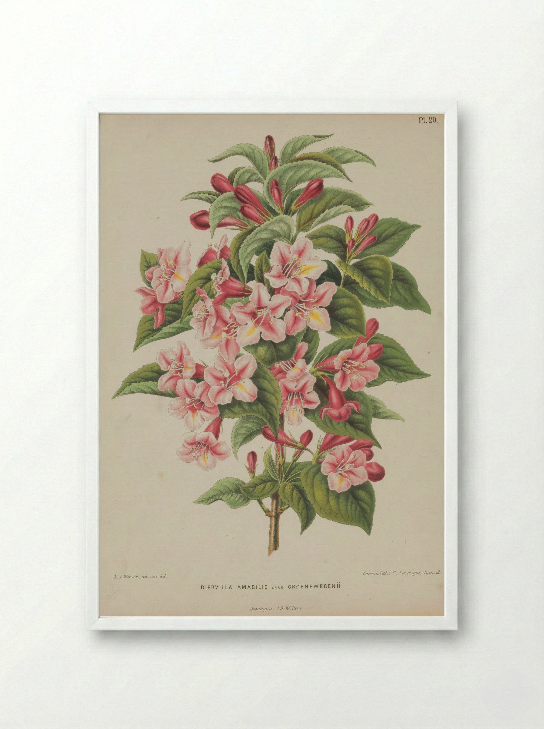Diervilla Amabilis Carri Re - A. J. Wendel - Framed Print White