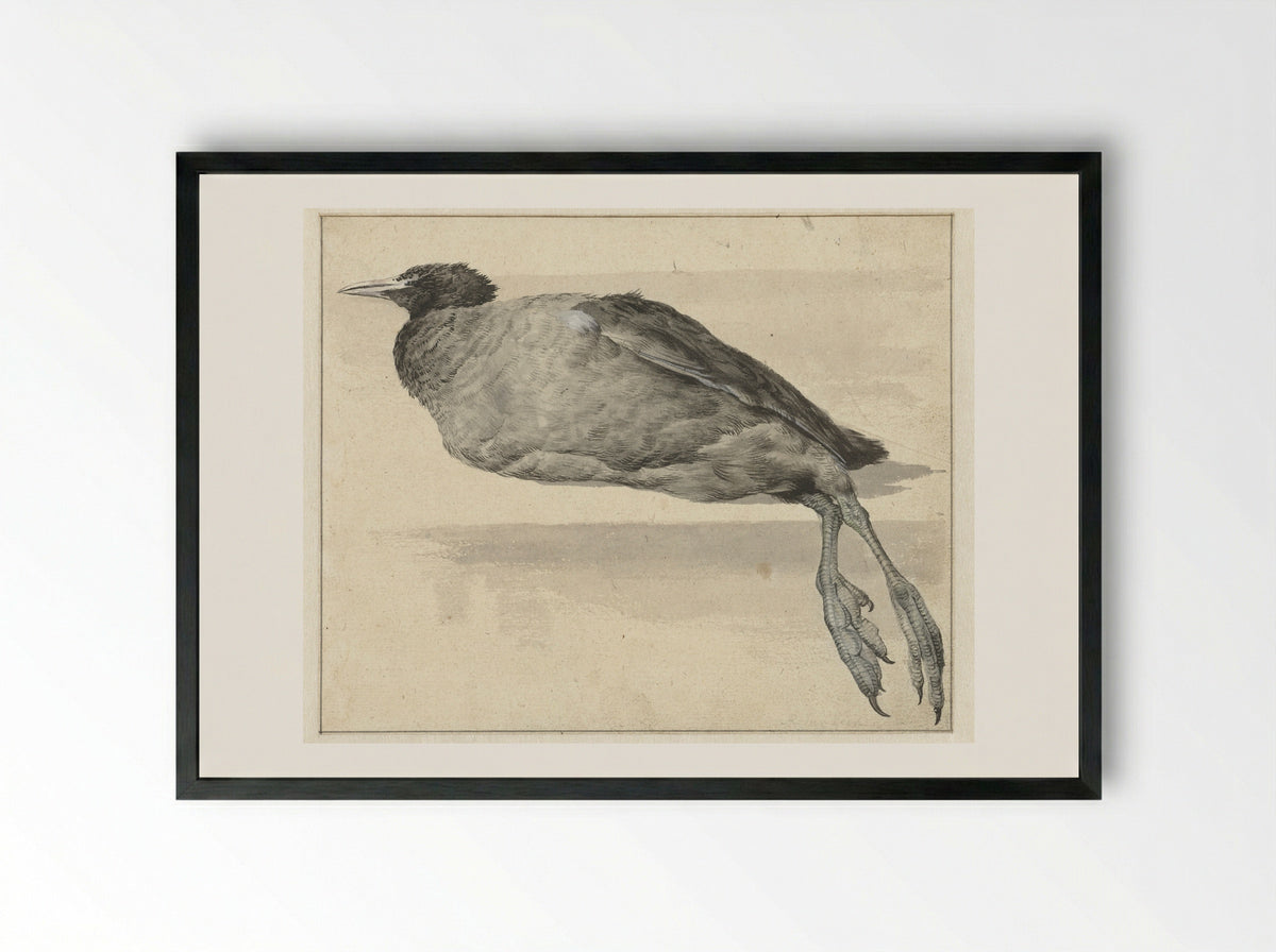 Dode meerkoet (Dead Coot) - Rochus van Veen - Framed Print Black