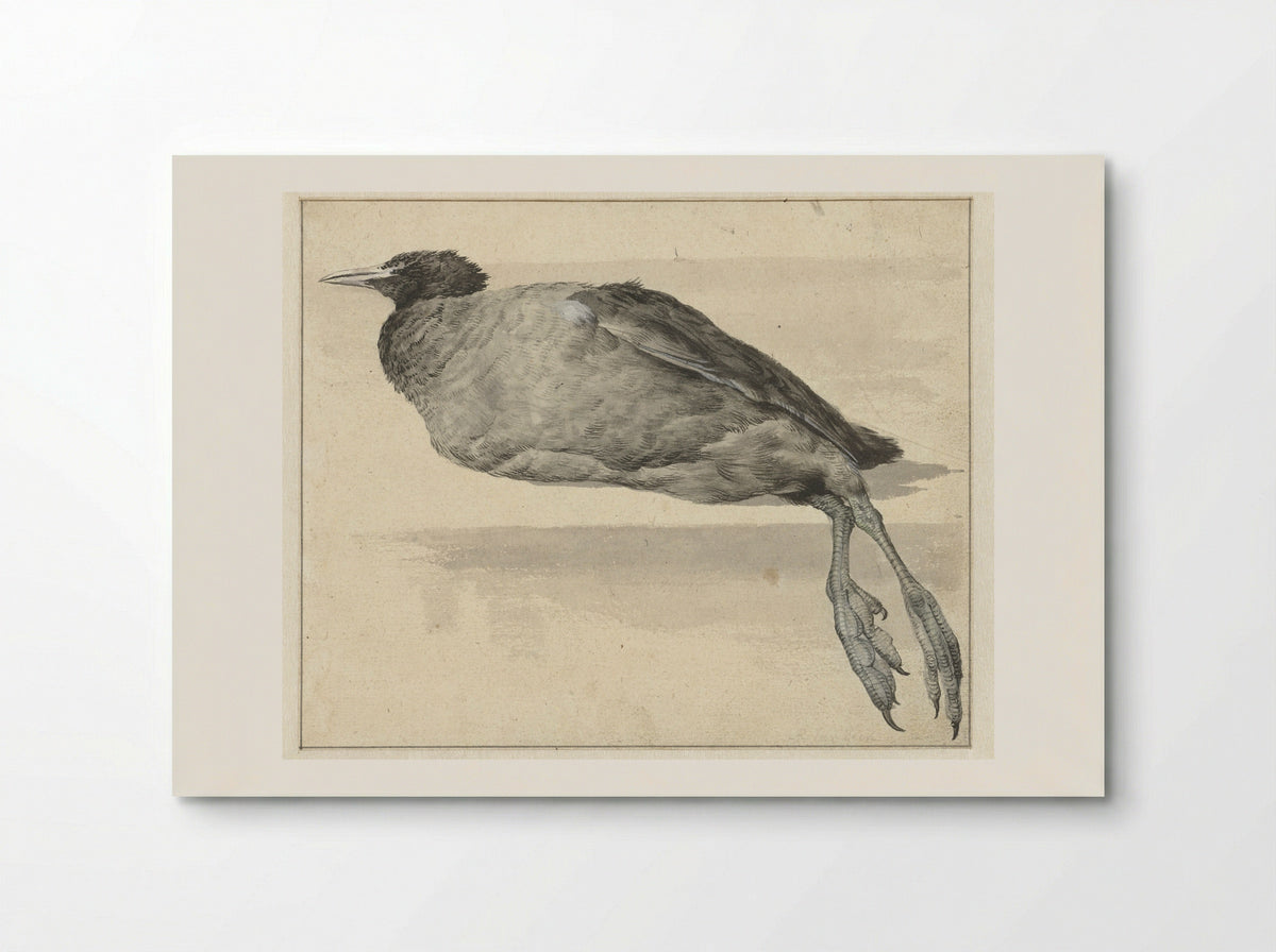 Dode meerkoet (Dead Coot) - Rochus van Veen - Poster