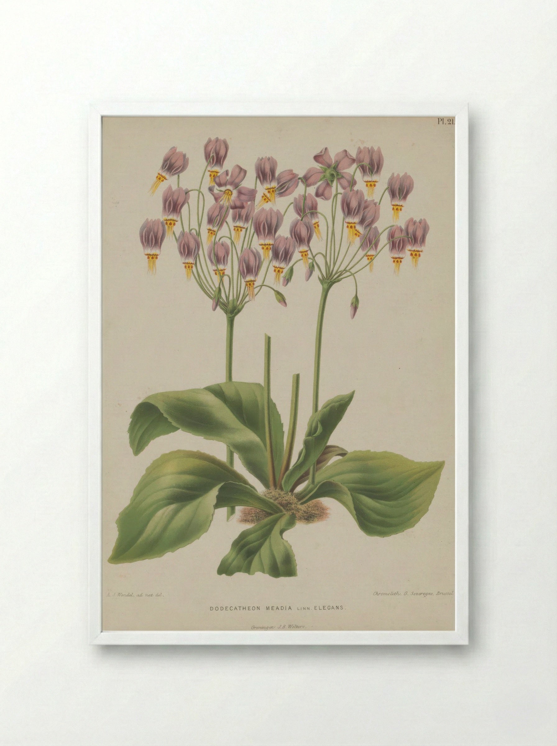 Dodecatheon Meadia L. - A. J. Wendel - Framed Print White