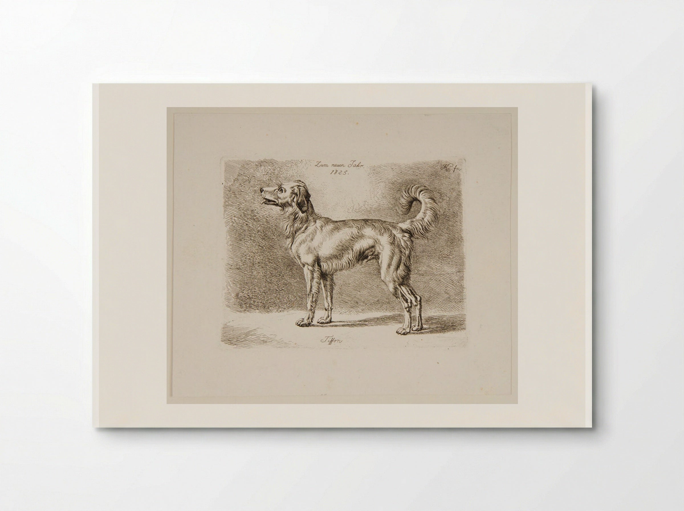 Dog, Tiffon - Johann Adam Klein - Poster