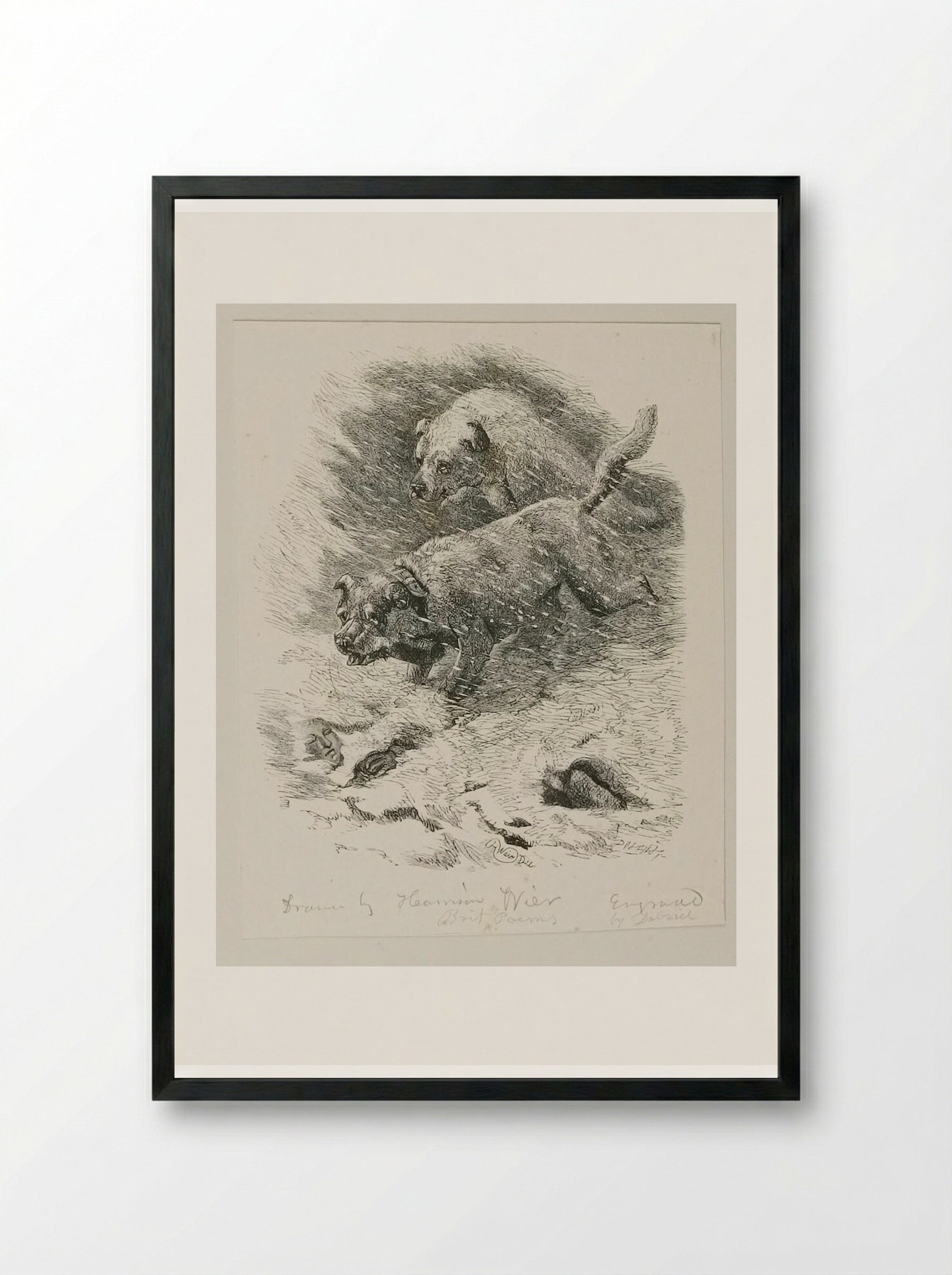 Dogs of S. Bernard - Edward Dalziel - Framed Print Black