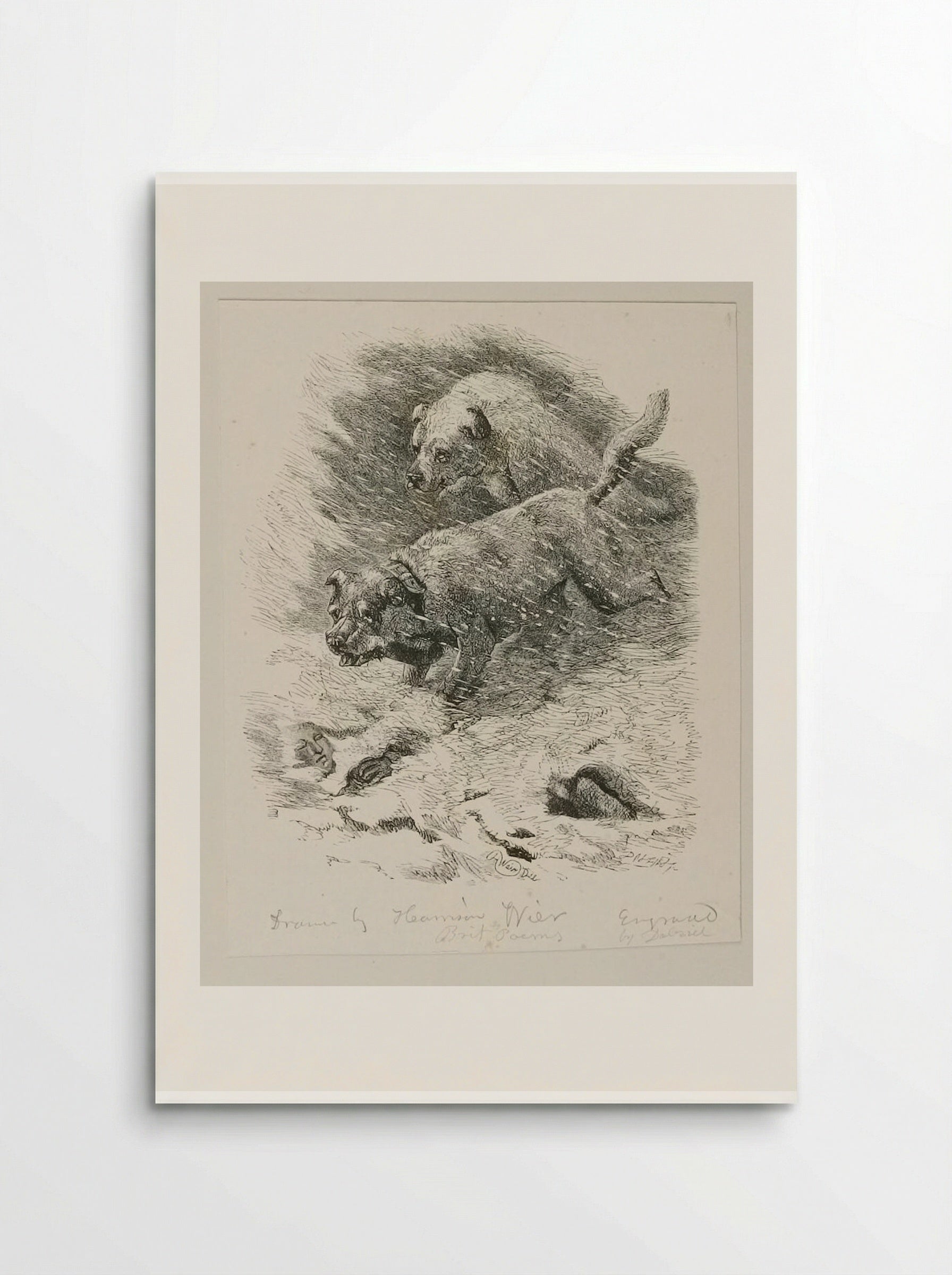 Dogs of S. Bernard - Edward Dalziel - Poster