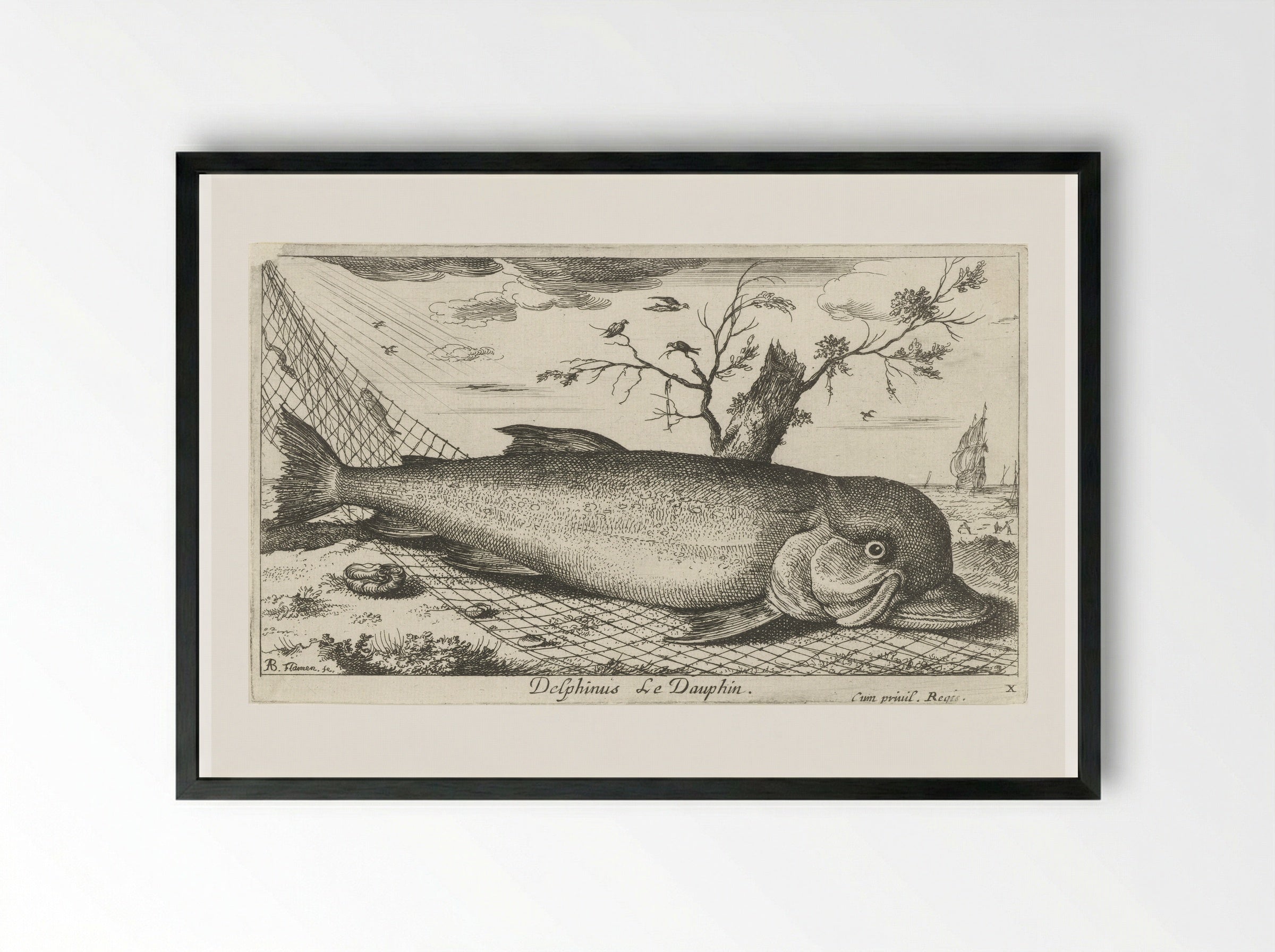Dolfijn in een visnet - Jacques van Merlen - Framed Print Black