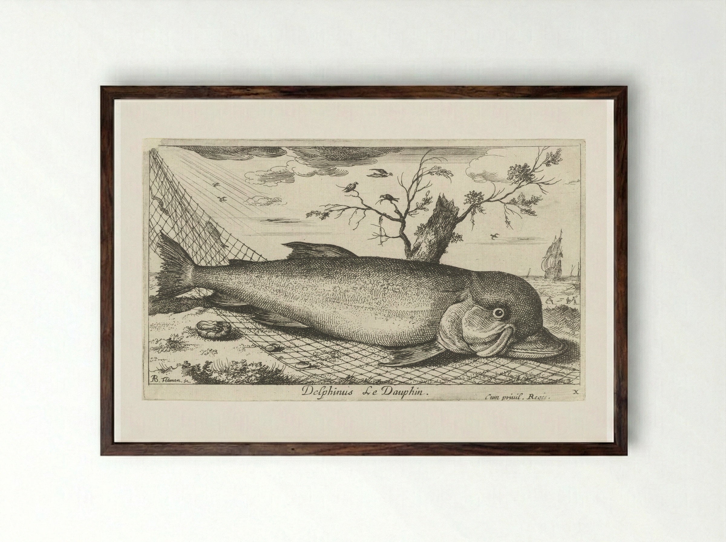 Dolfijn in een visnet - Jacques van Merlen - Framed Print Dark Wood